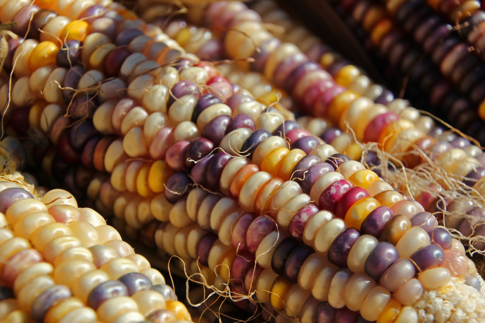 Indian Corn   Corn Farmers Market 