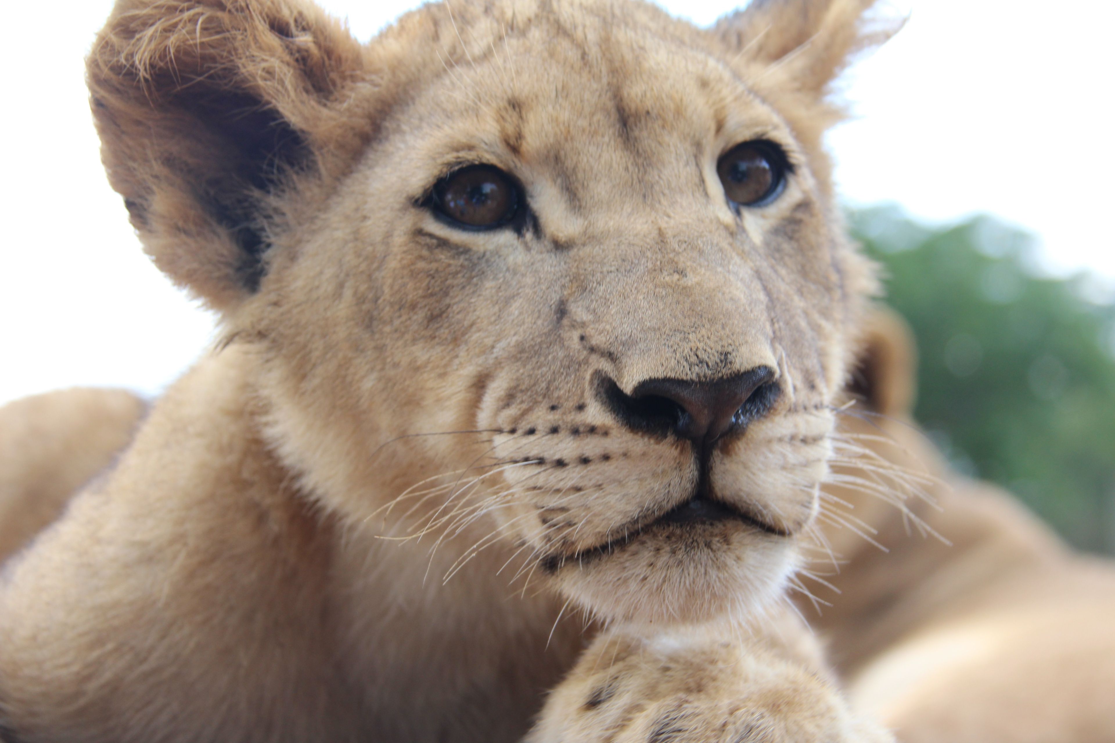 Lioness