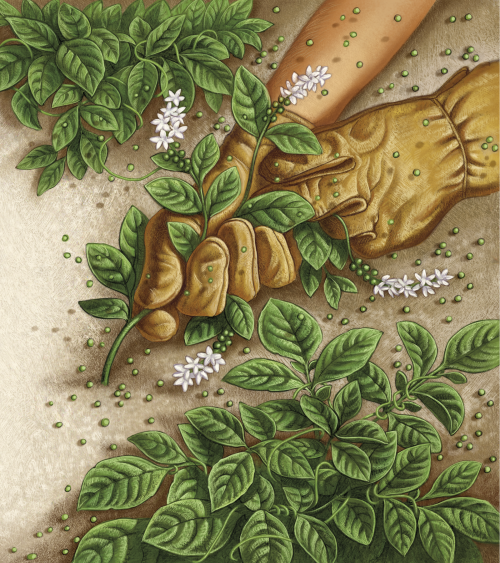 Parable of the Potato Weed