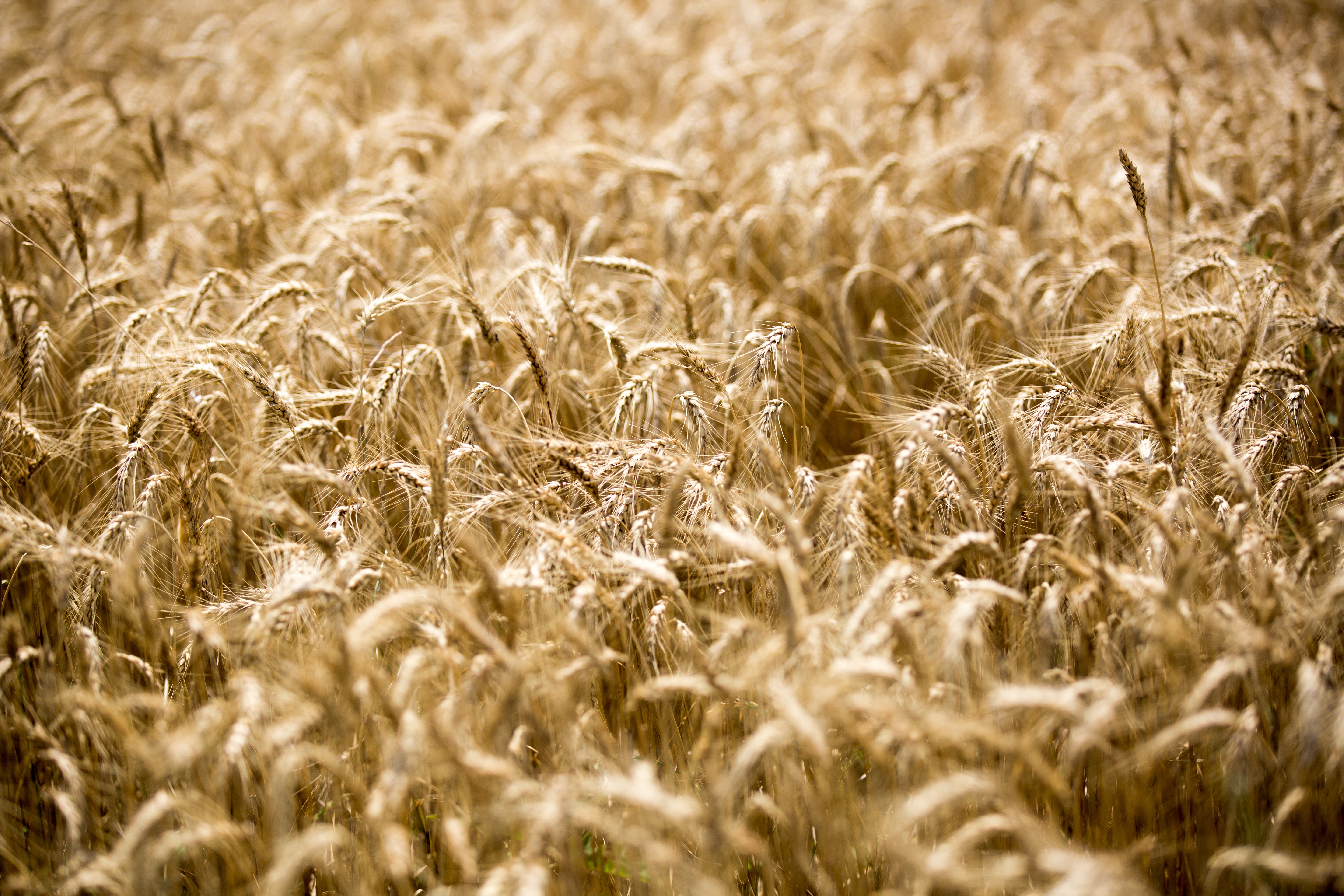 Wheat ready to harvest.