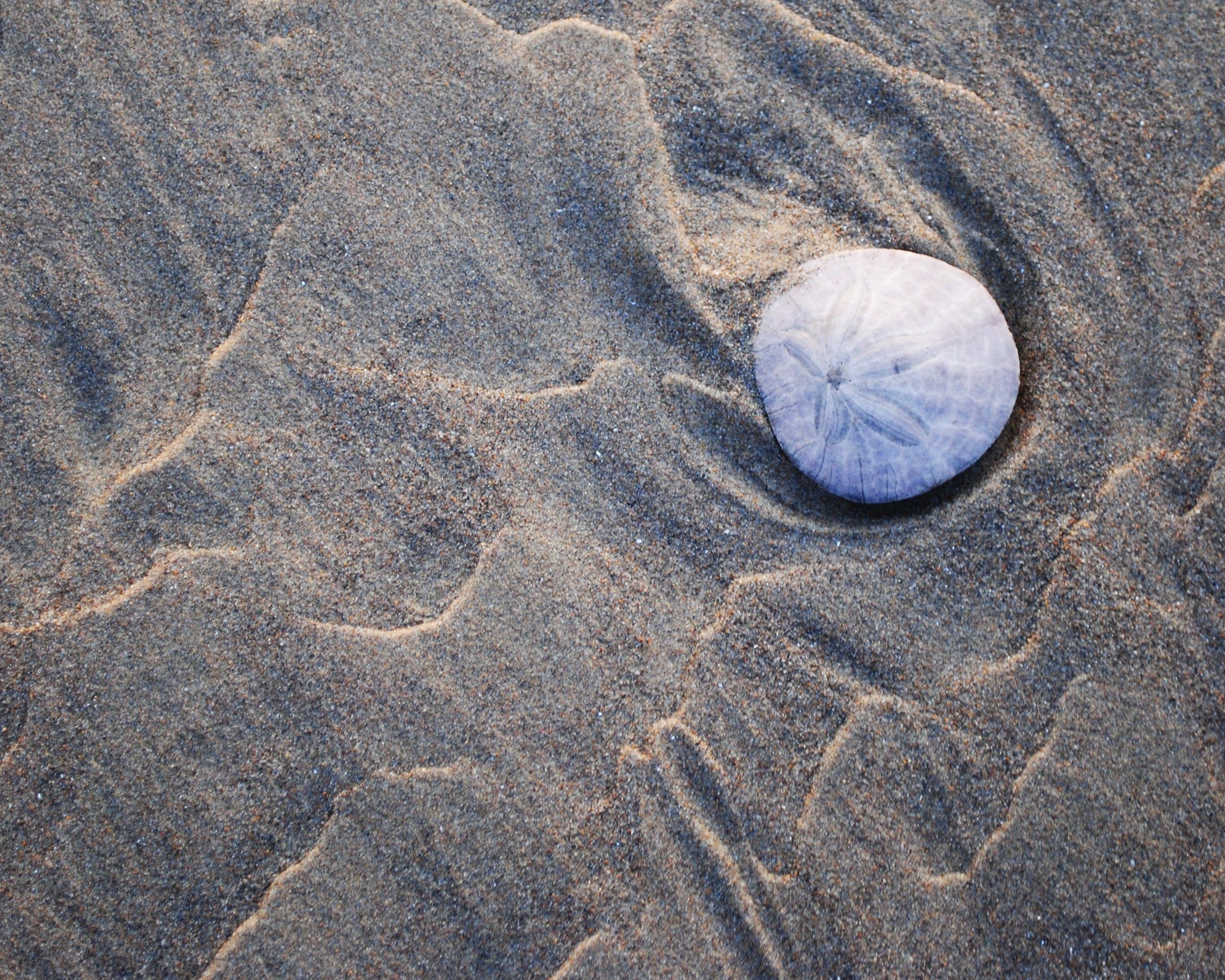 A Sand Dollar