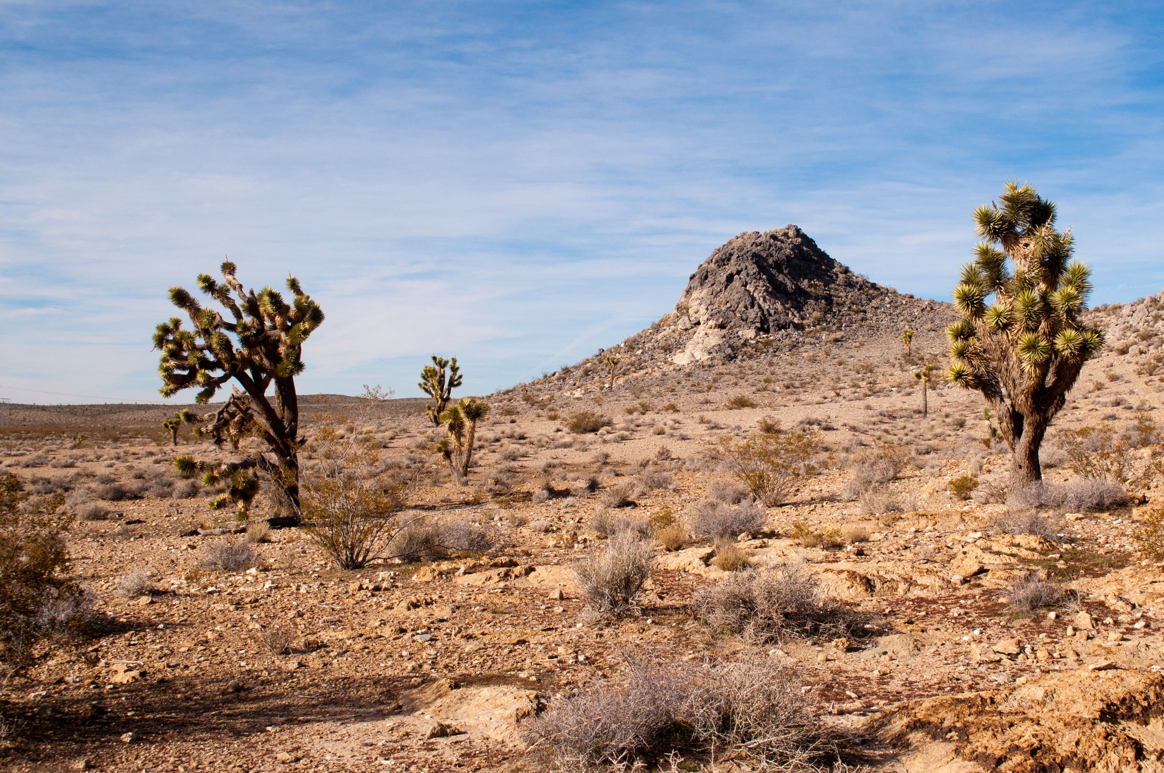 barren desert with tumble weed