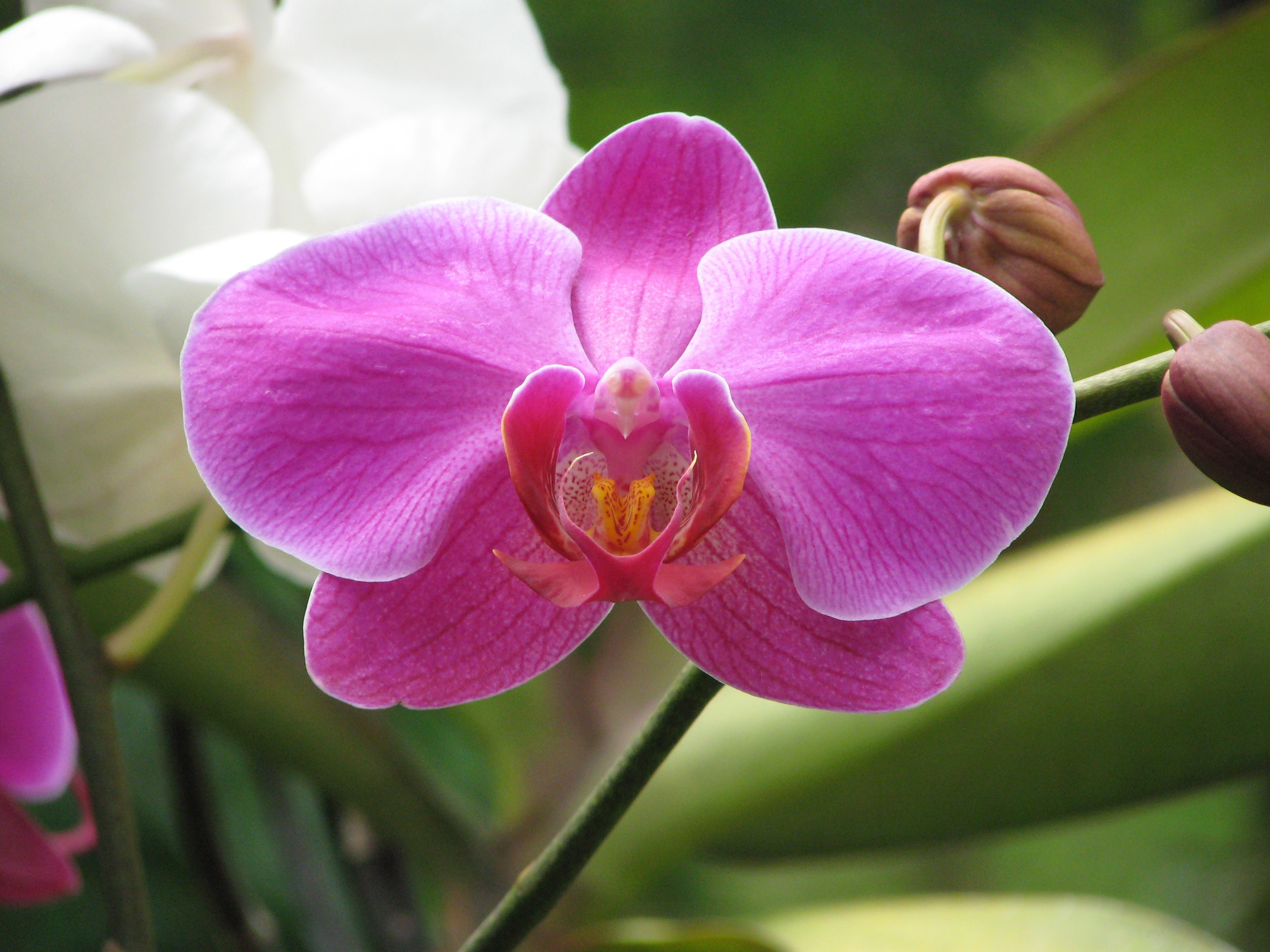 Jakarta Purple Flower