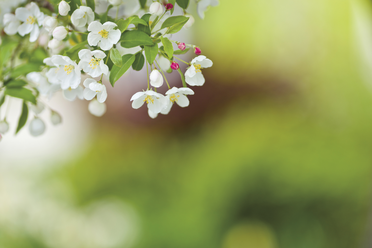 White Blossoms