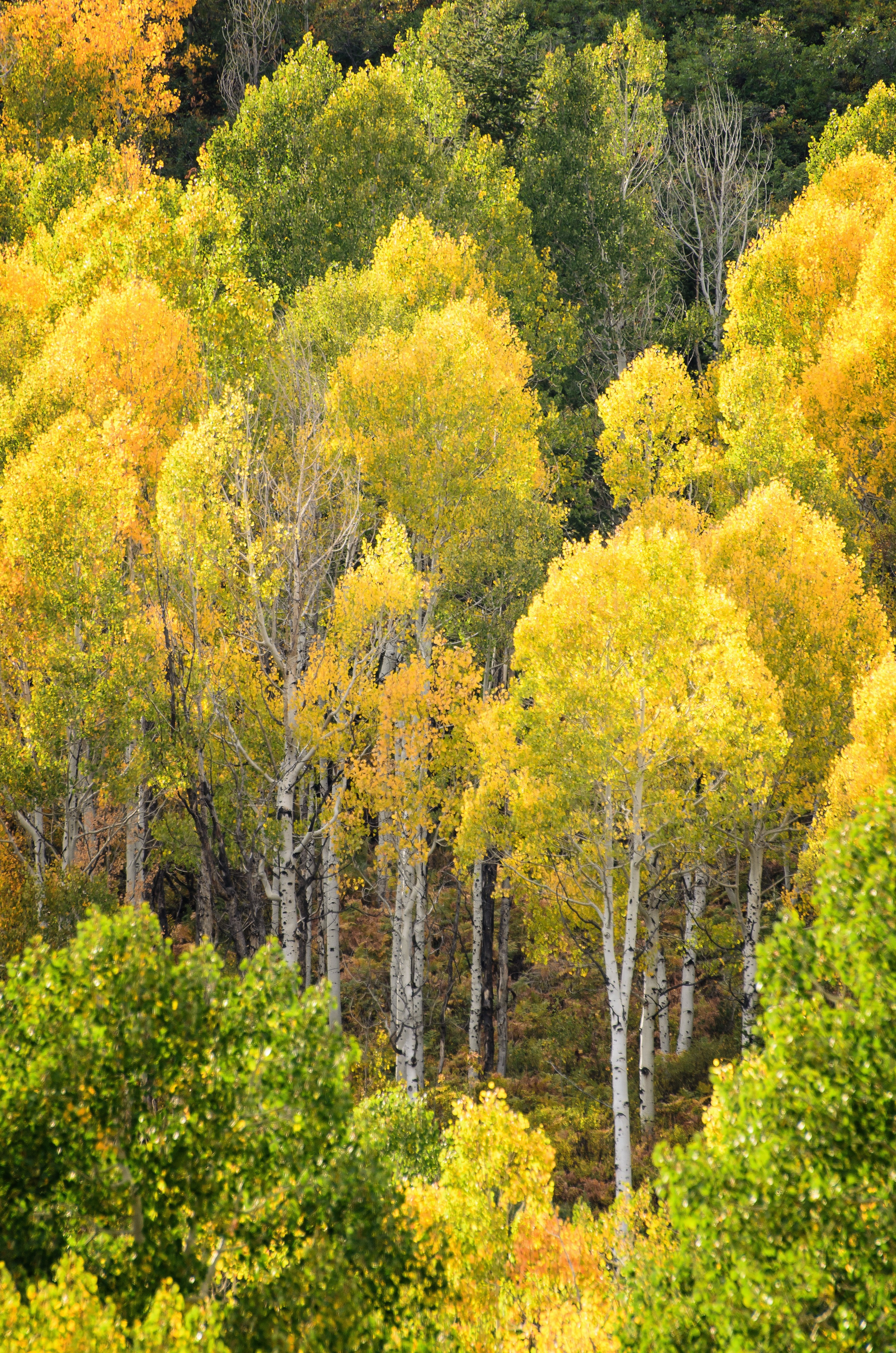 A grove of aspen trees with leaves changing from green to bright yellow in the autumn.