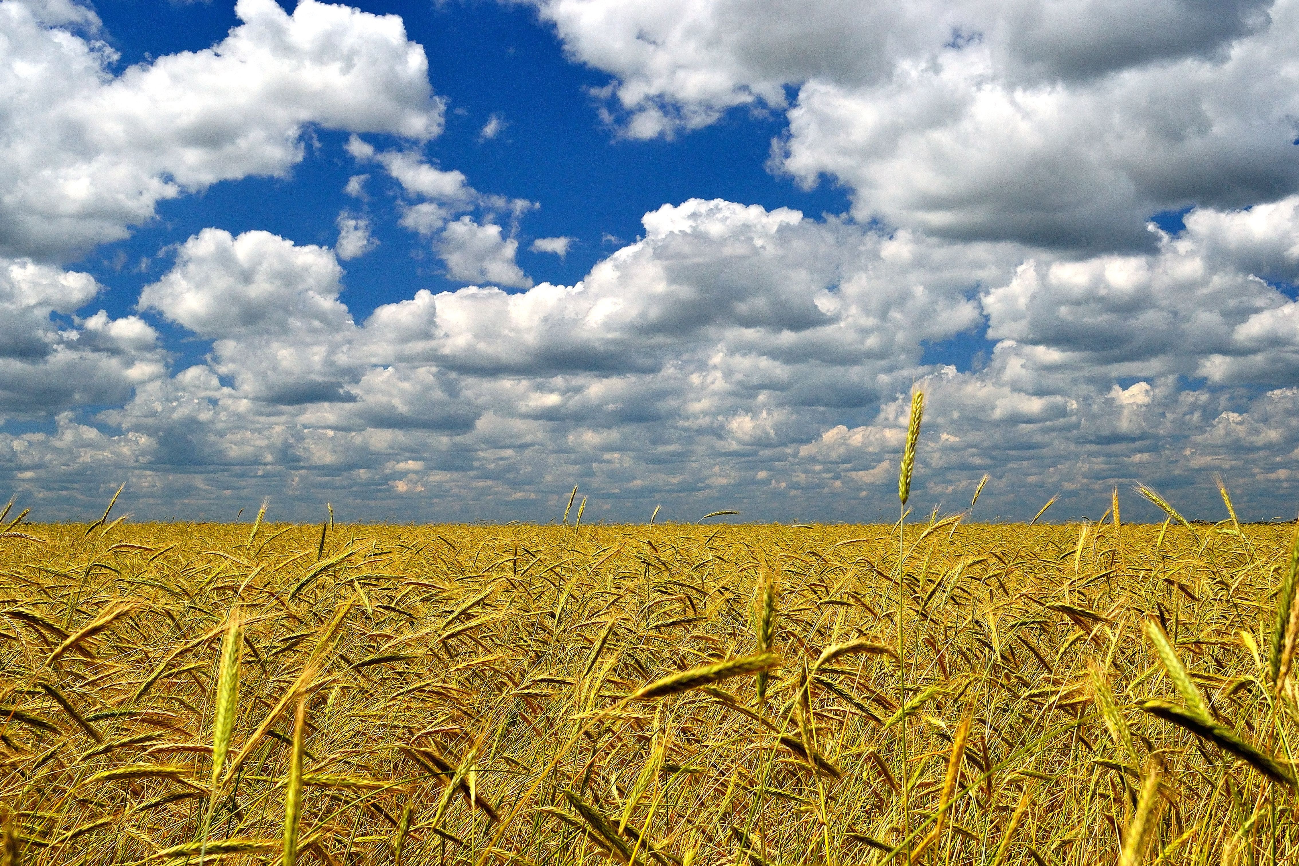 A field of wheat with a bright blue sky and clouds overhead.
