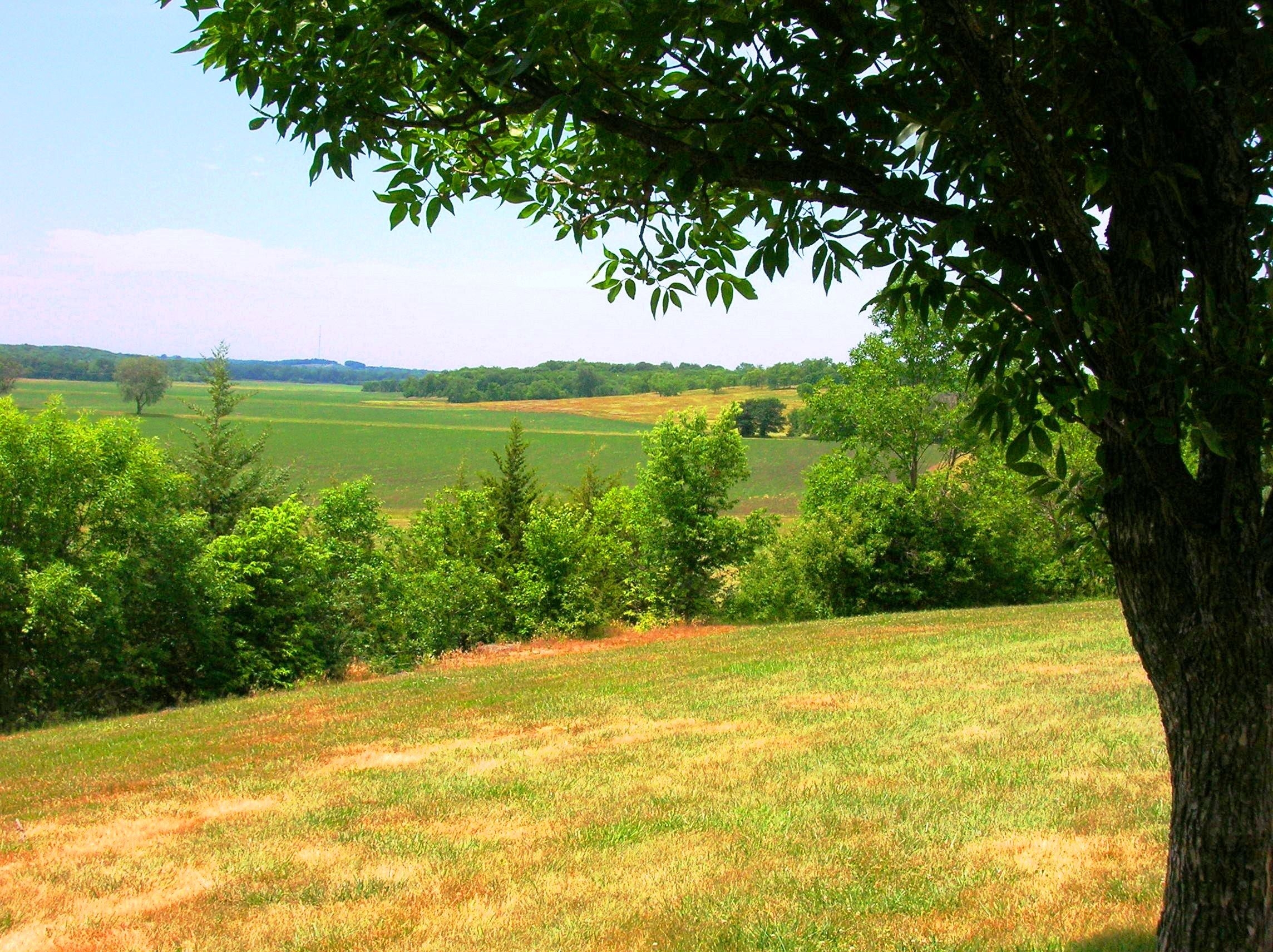 The green fields of Adam-ondi-Ahman in Missouri and a tree in the foreground.
