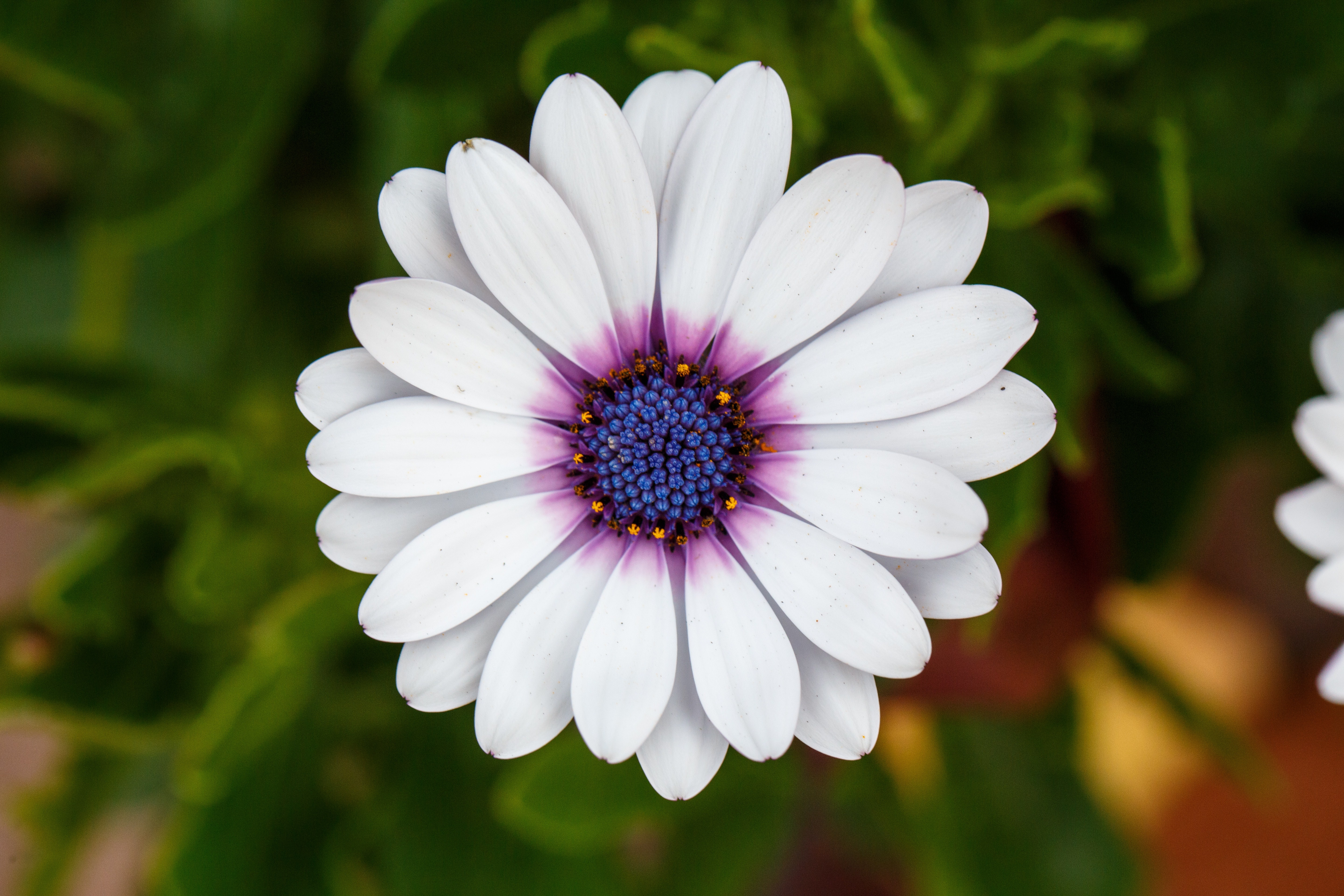 A white Cape daisy, also known as osteospermum, with a blue and purple center.