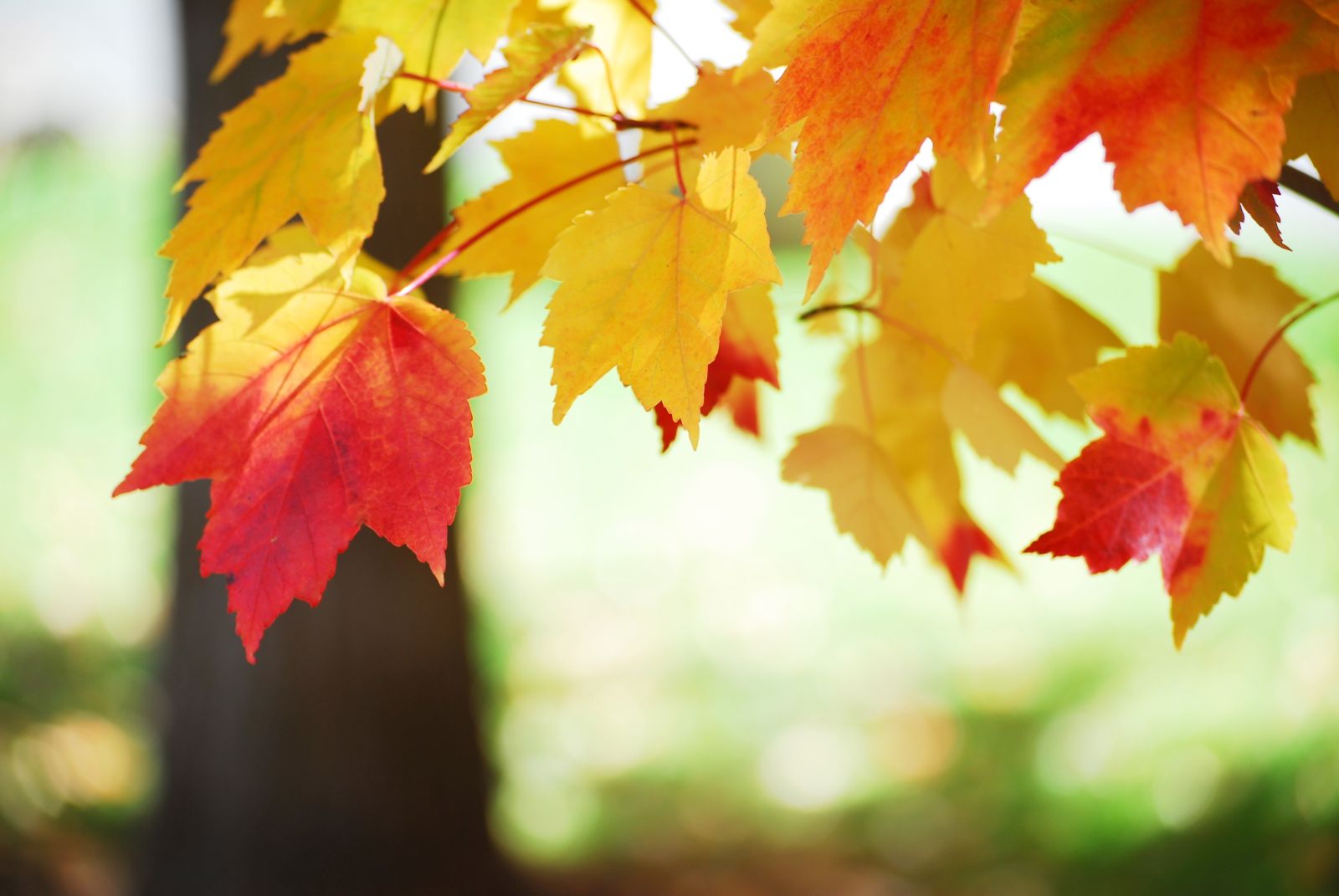 changing-leaves