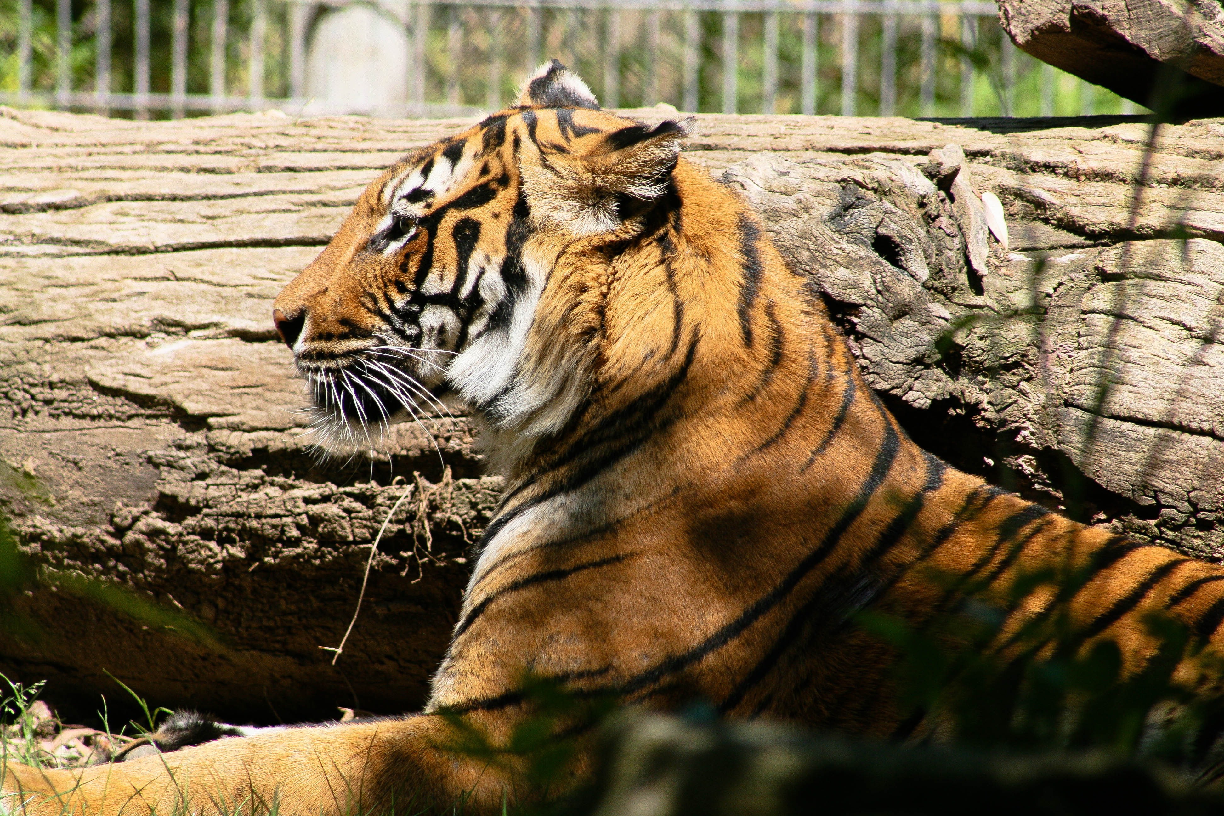 A large tiger lying down by a tree log in its caged-off area at the zoo.