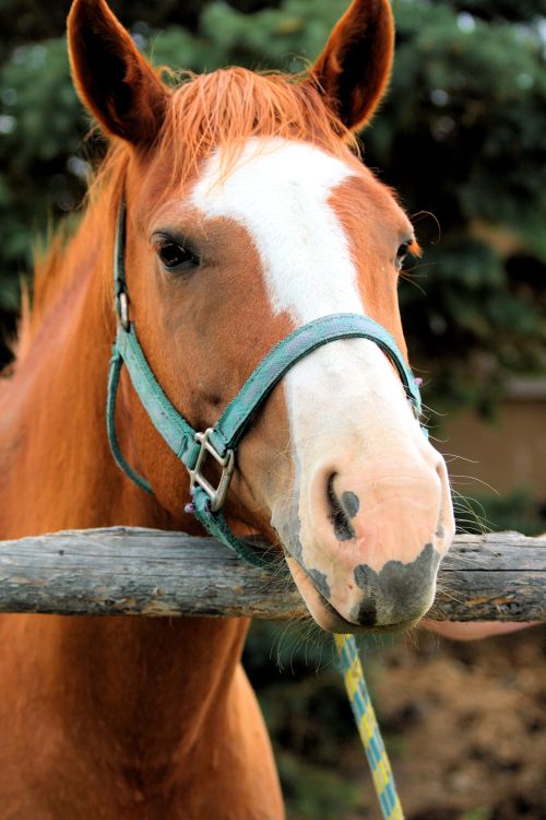 A portrait of a horse with a bridle on, resting its head on a fence post.
