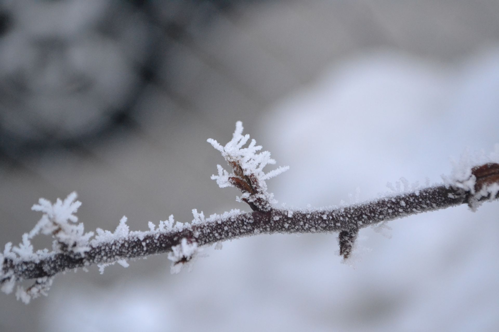 Frosty Branch