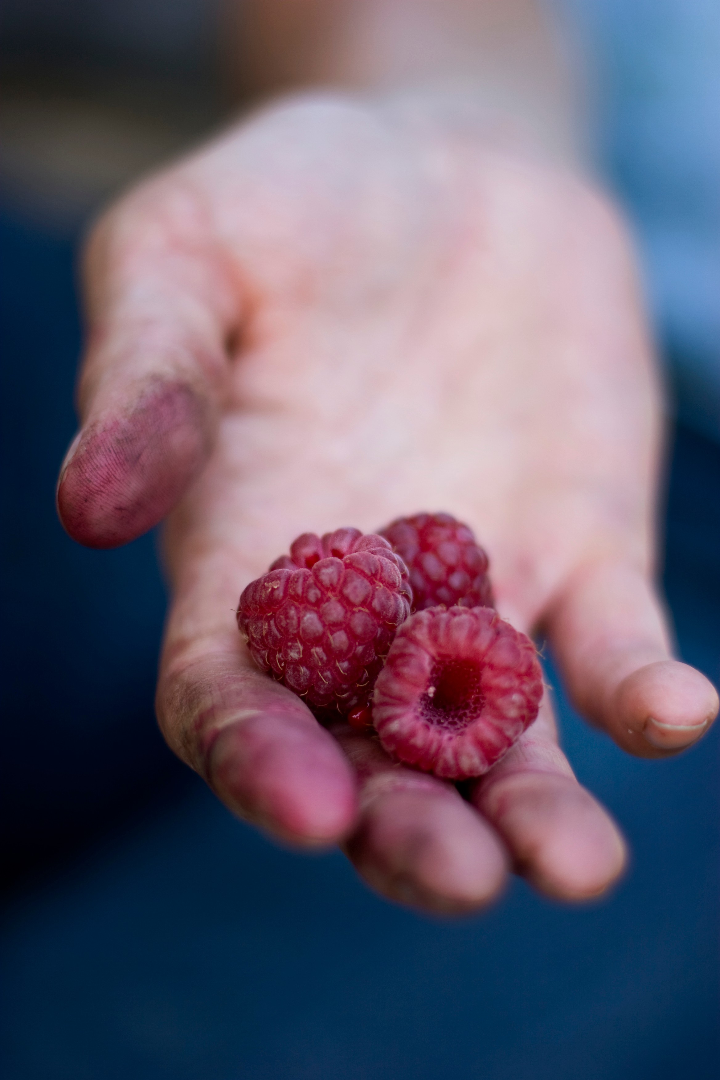Three red raspberries in a hand.  