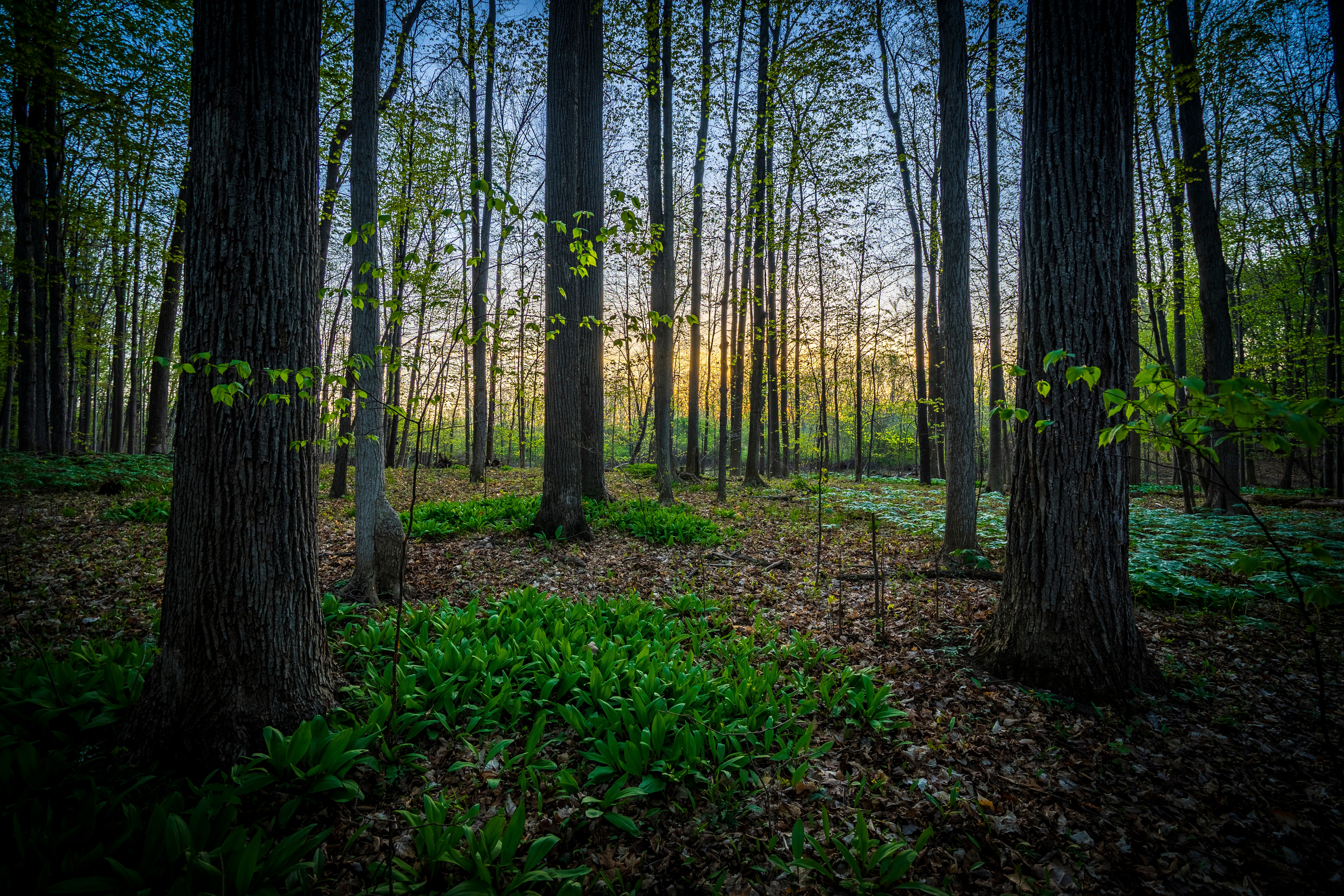 A view of the sunset through the trees in the Sacred Grove.