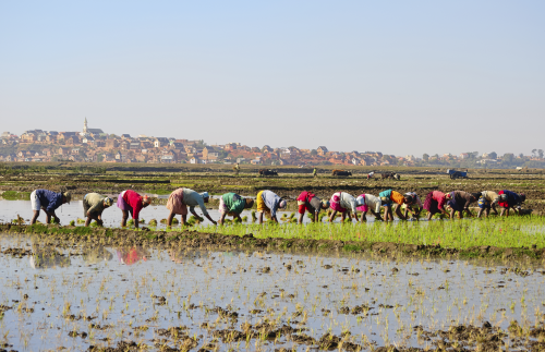 Madagascar: Rice Planting
