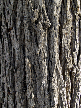 Tree Bark