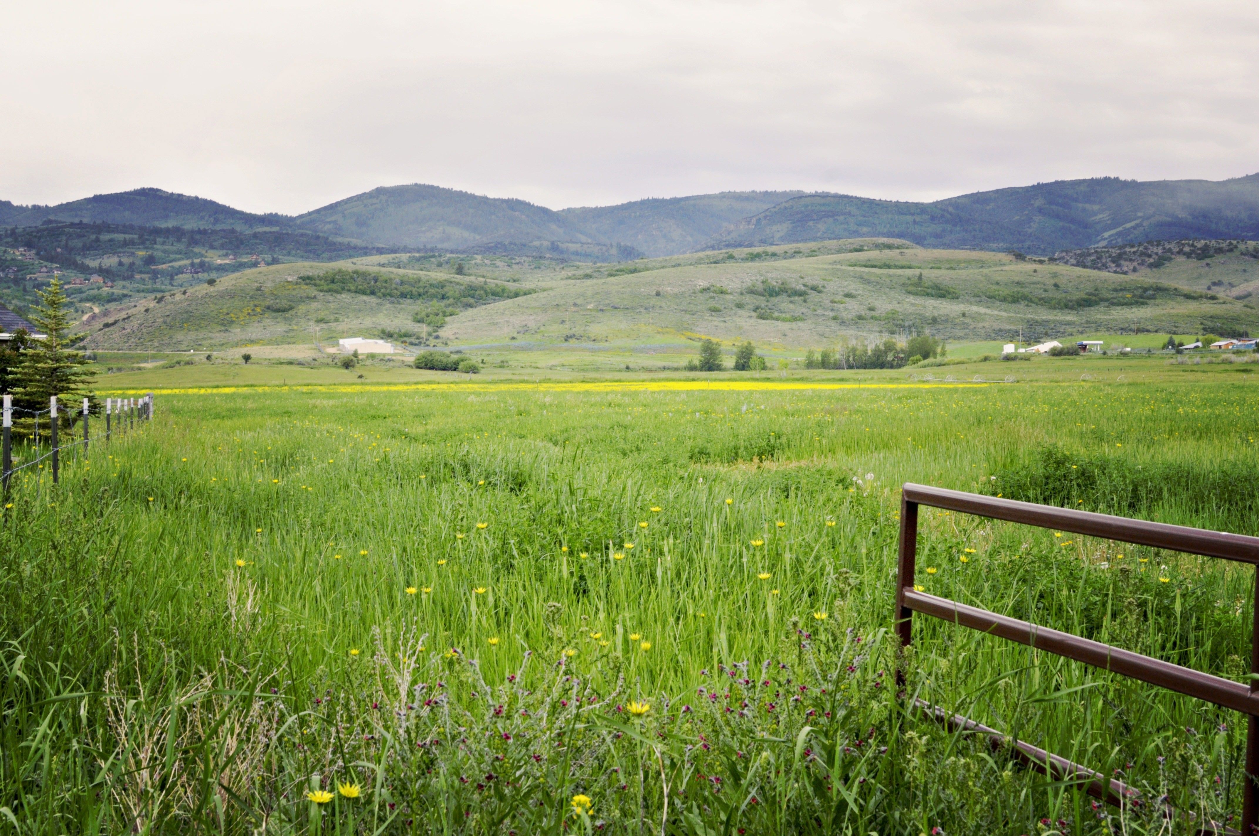 Meadow