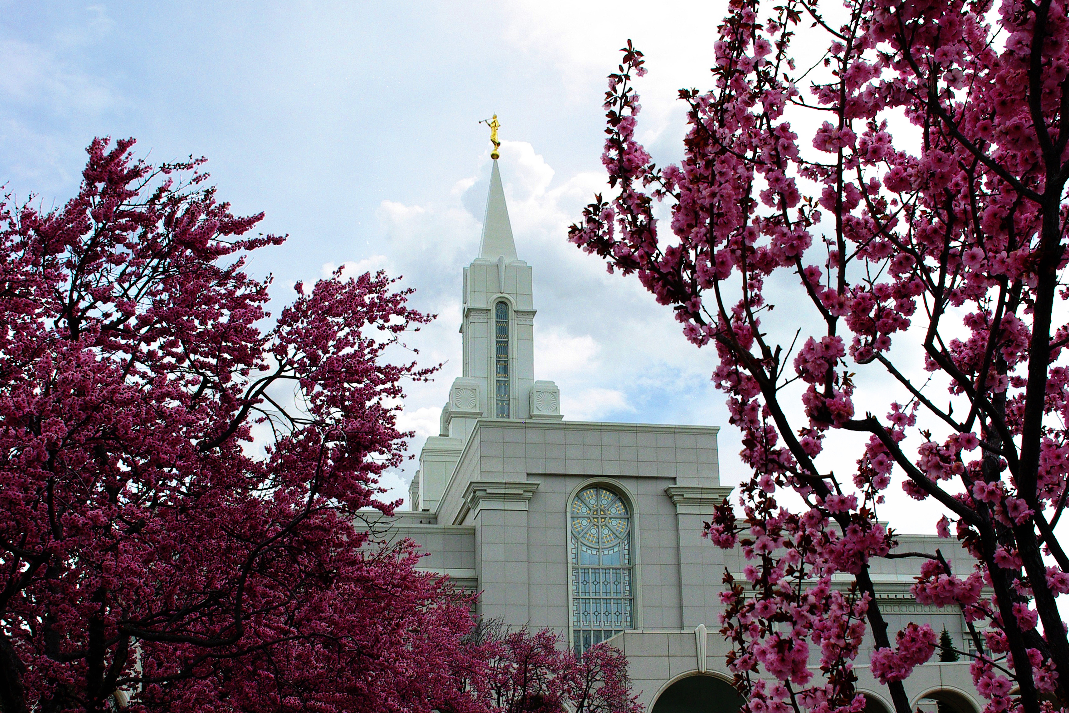 The front of the Bountiful Utah Temple, seen between tree branches with pink blossoms.