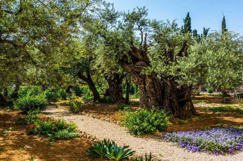 Um bosque de oliveiras