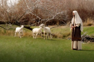 A shepherd in a field with his sheep. There is grass and trees.