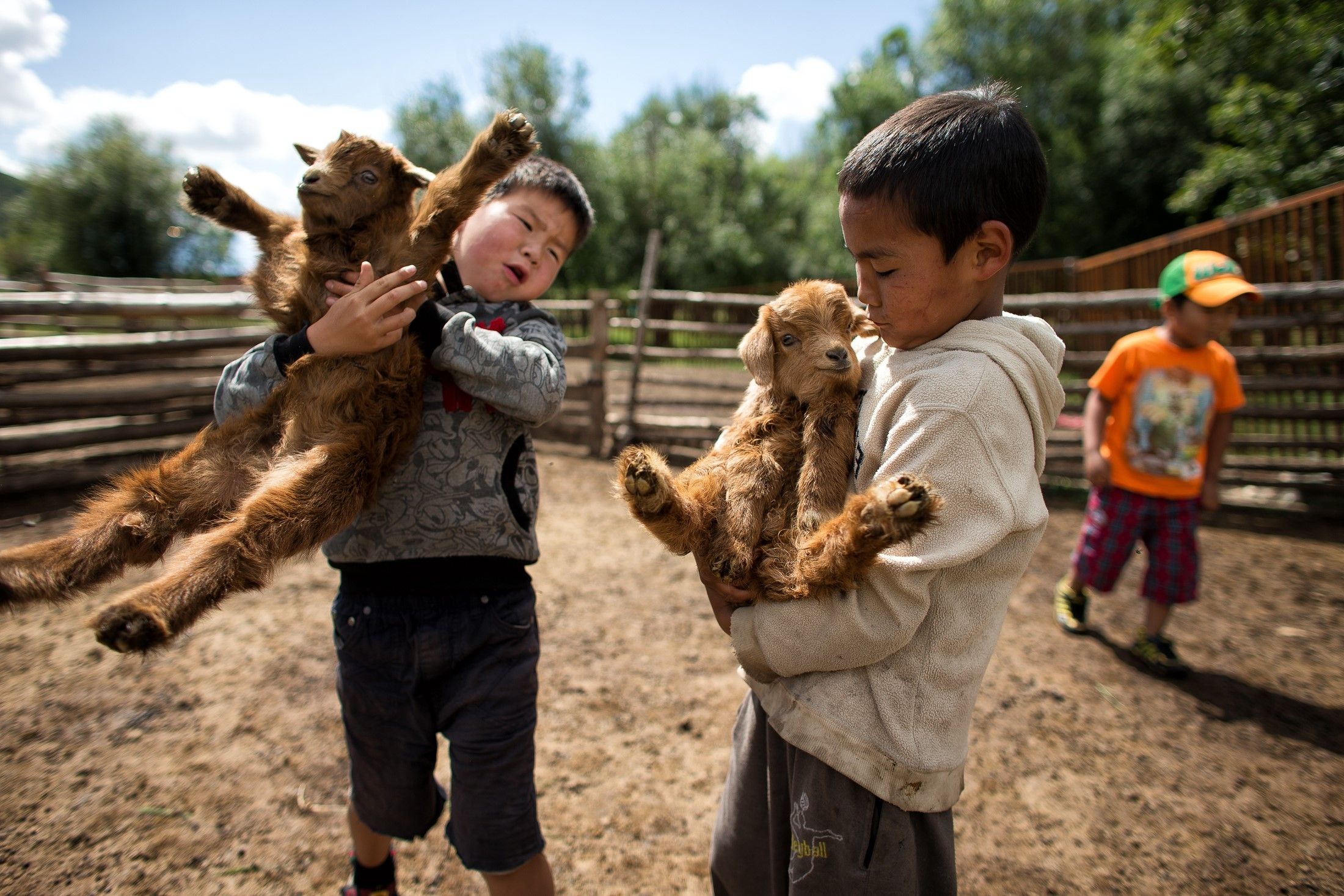 mongolian baby goat