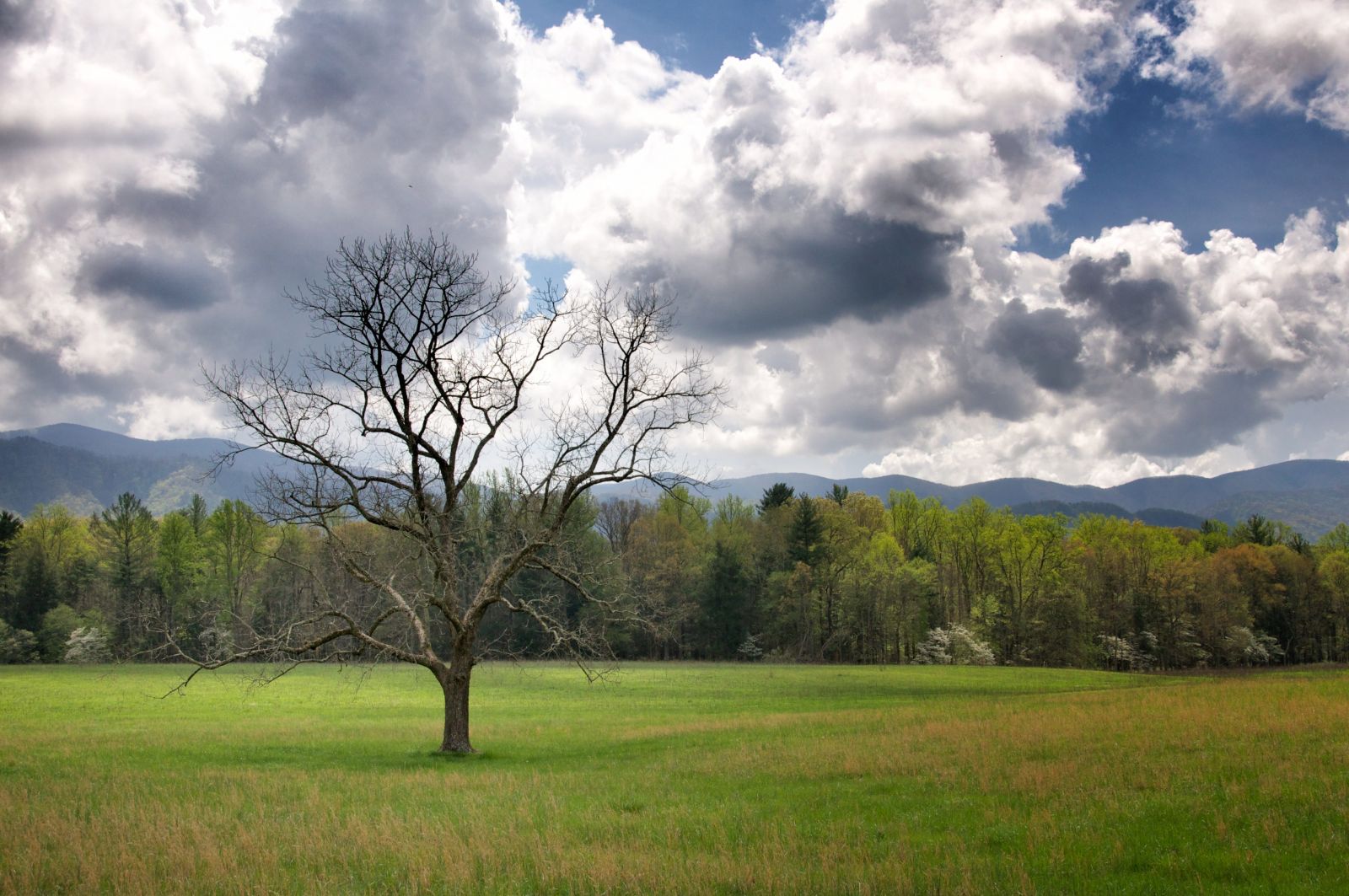 Tree in the Great Smoky Mountains