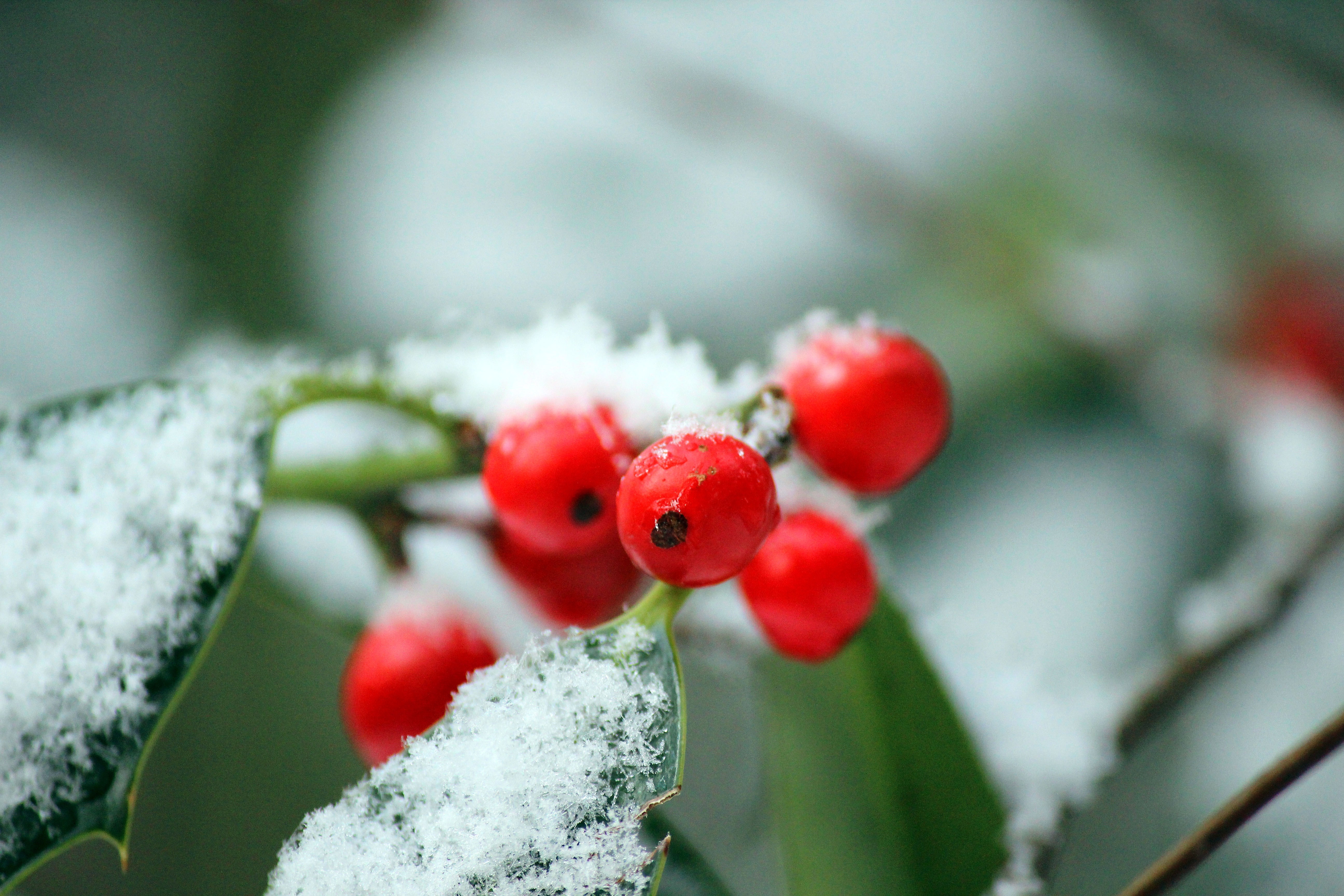 Several bright red berries clustered near green leaves that are covered in fresh white snow.