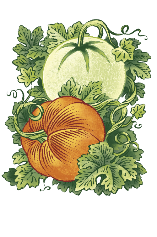 illustration of a pumpkin on a vine