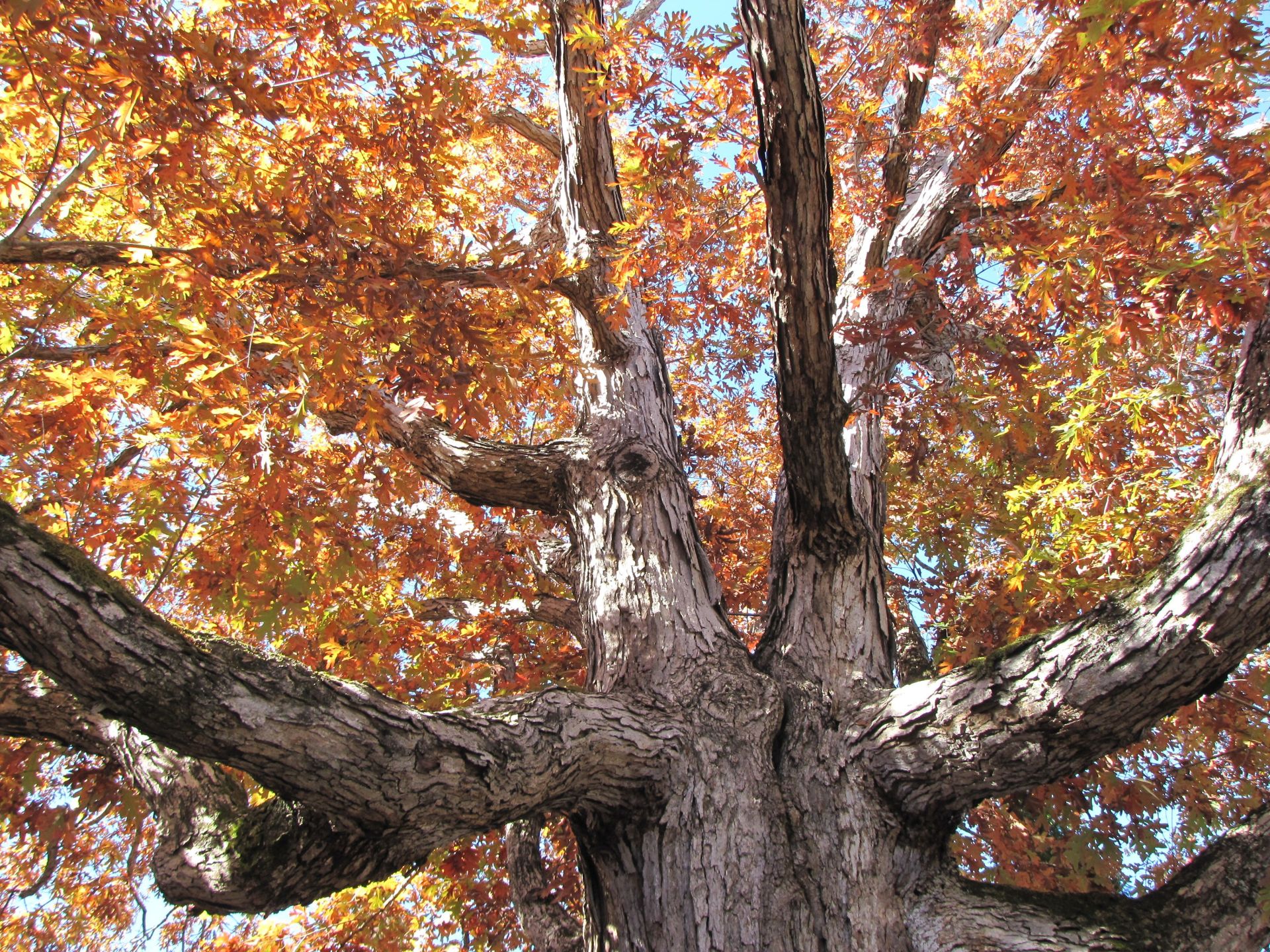 Leaves on a tree in autumn