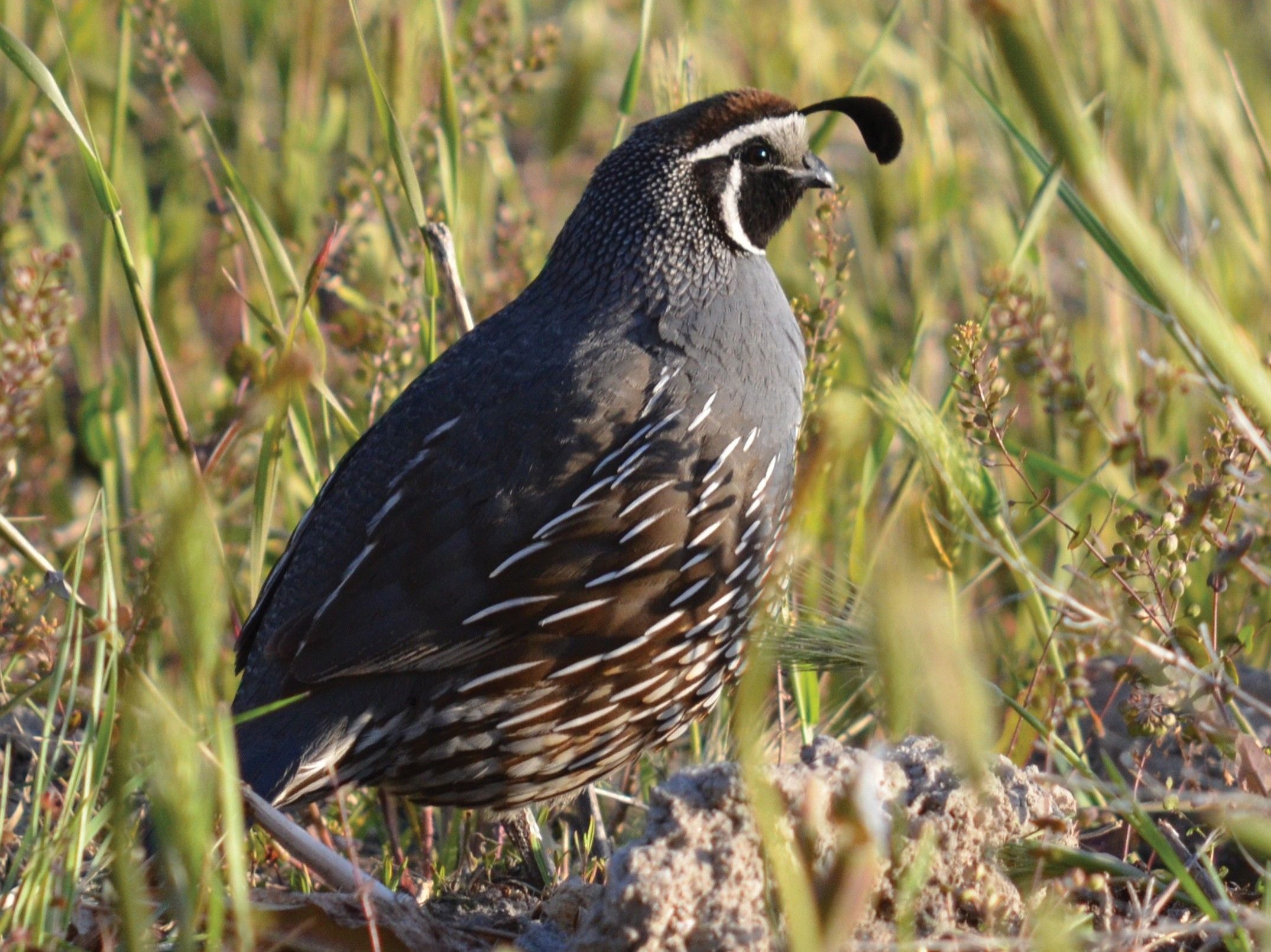 Quail