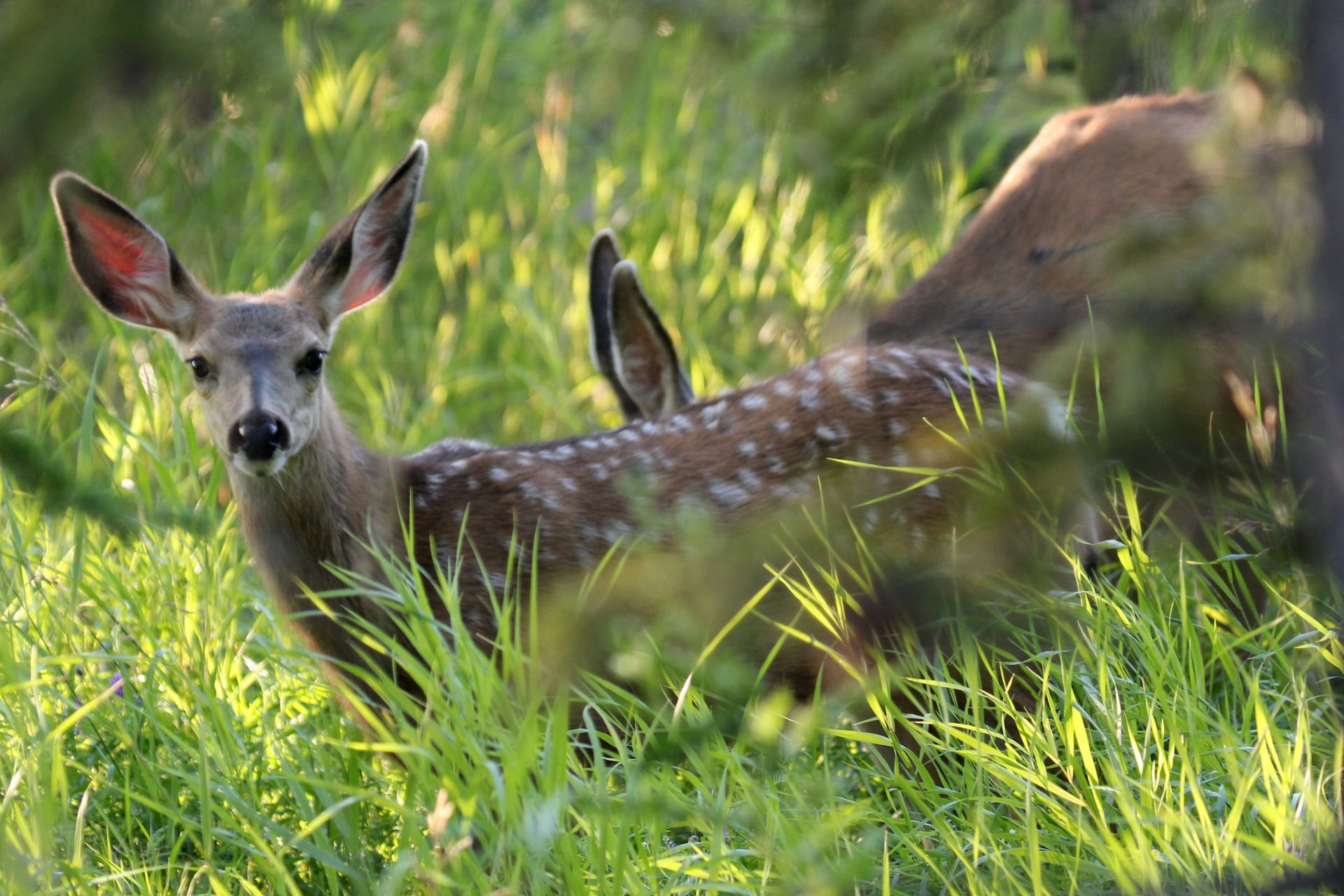 Fawns