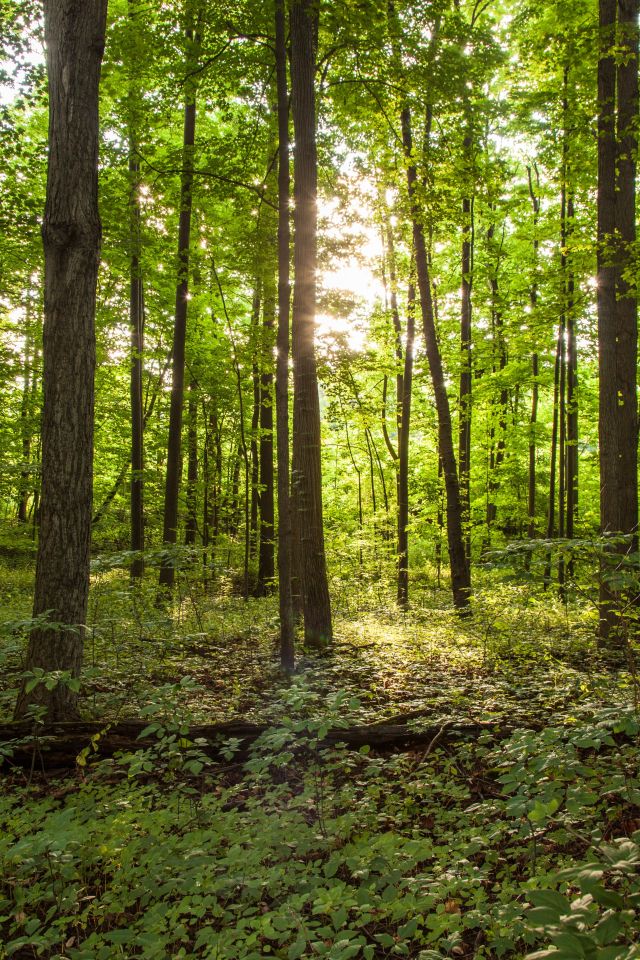 Trees In The Sacred Grove