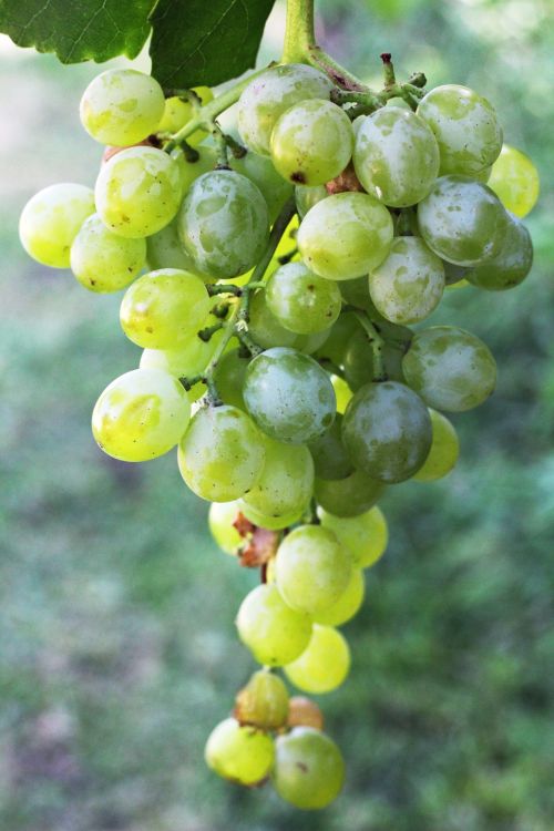 A cluster of green grapes hanging on a vine.