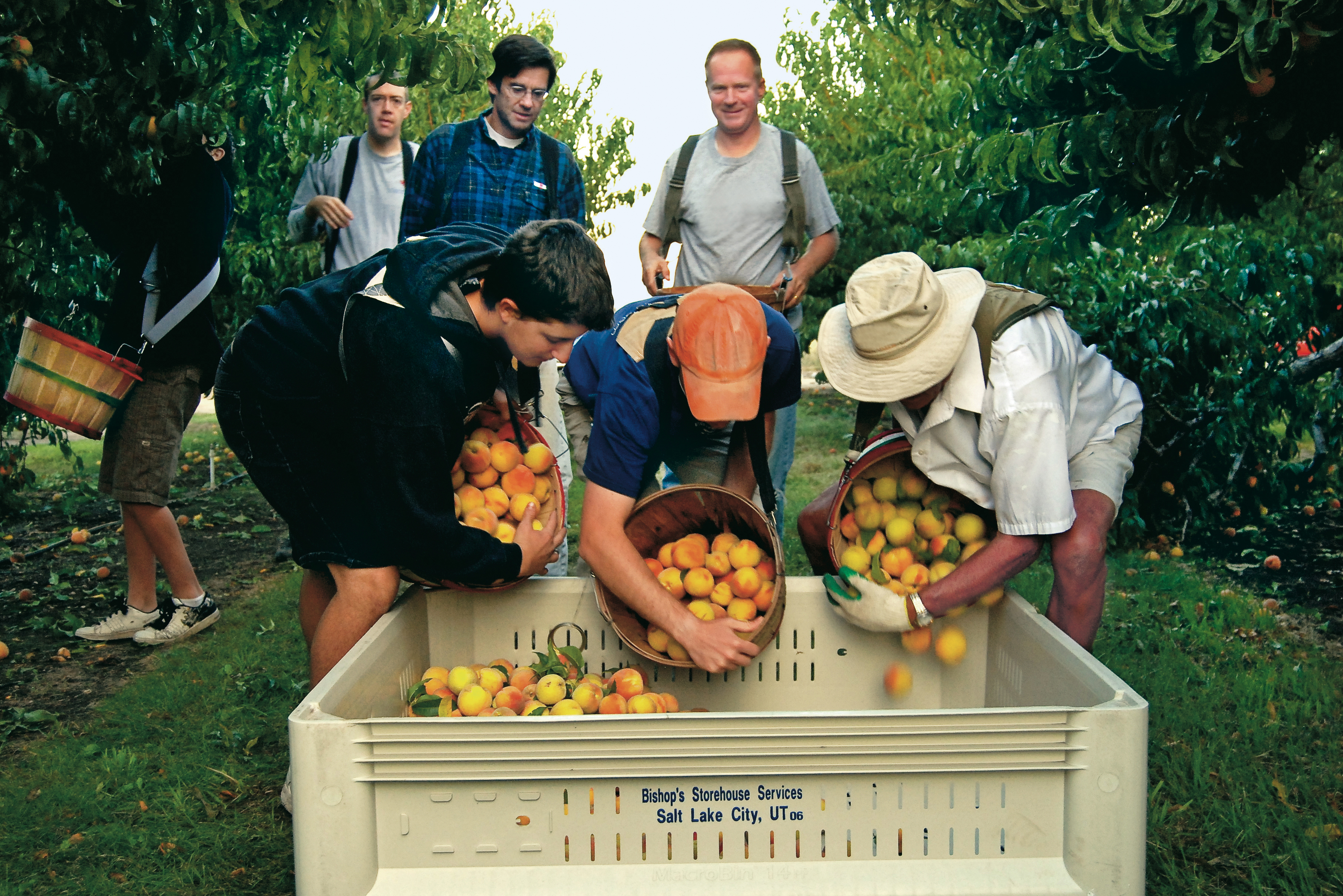 Men and young men pouring peaches from picking baskets into a square tan bin inside an orchard.