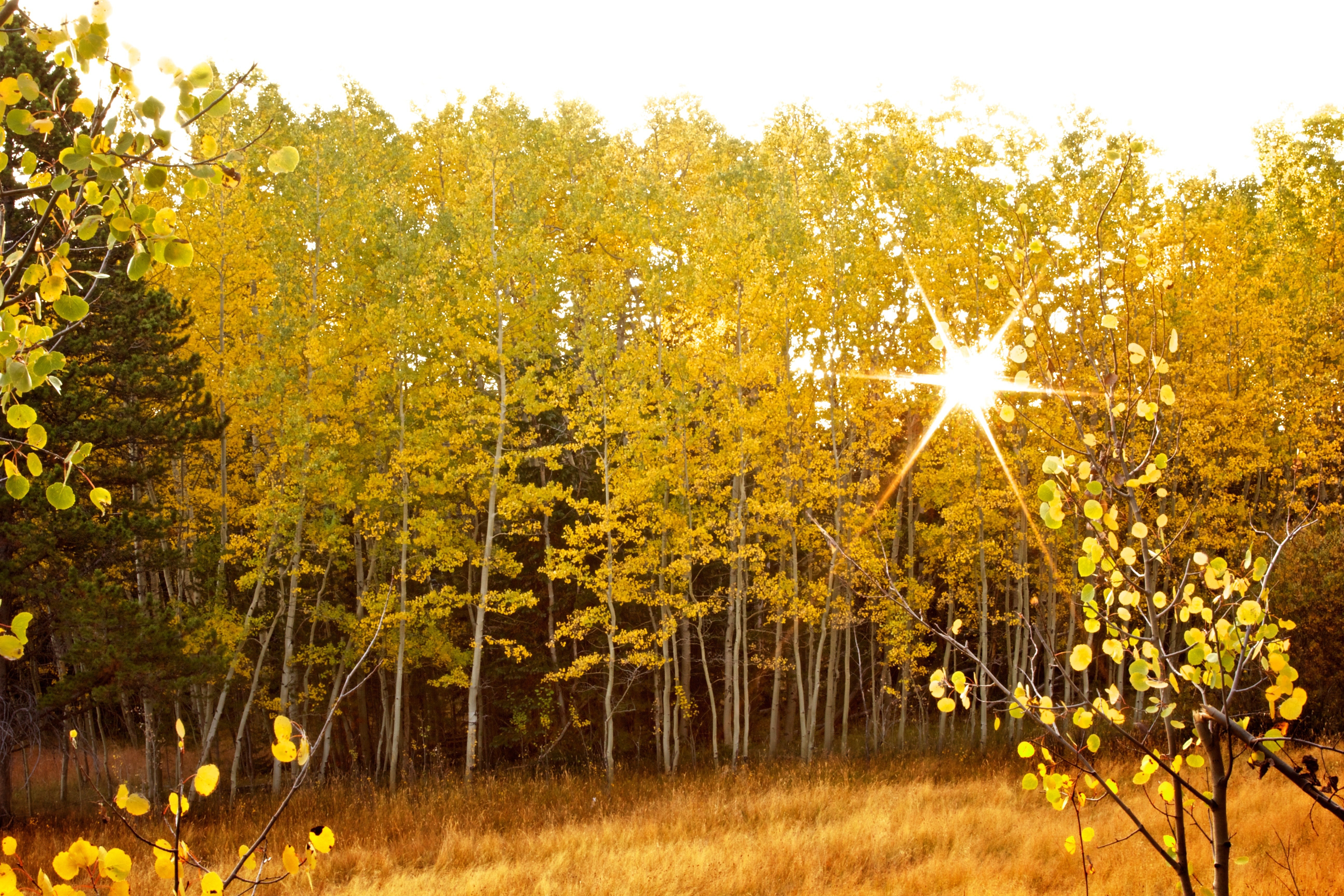 The sun shining through the bright yellow leaves of aspen trees in a grove on an autumn day.