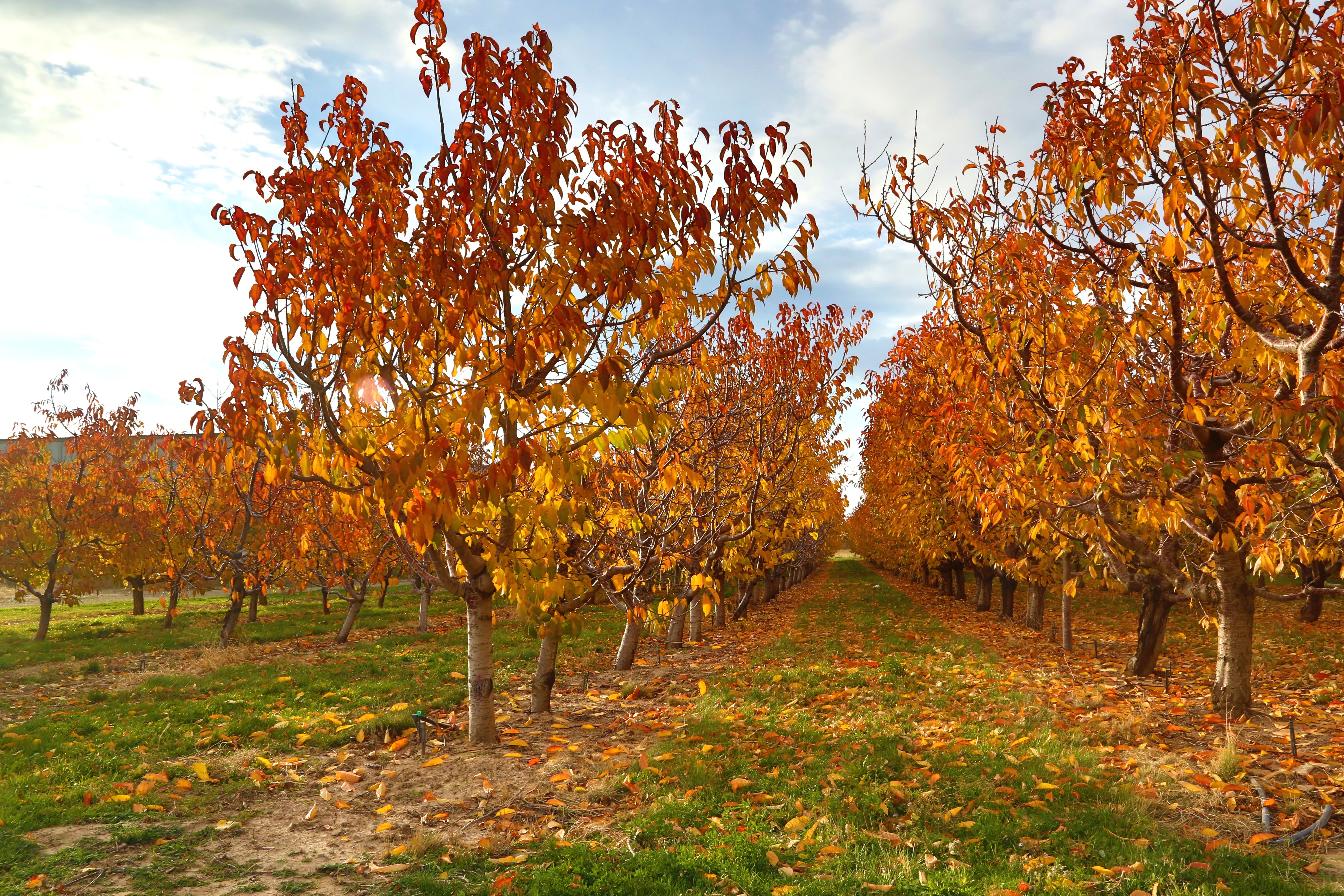 Rows of trees in an orchard with yellow and orange leaves, with a blue sky and clouds.