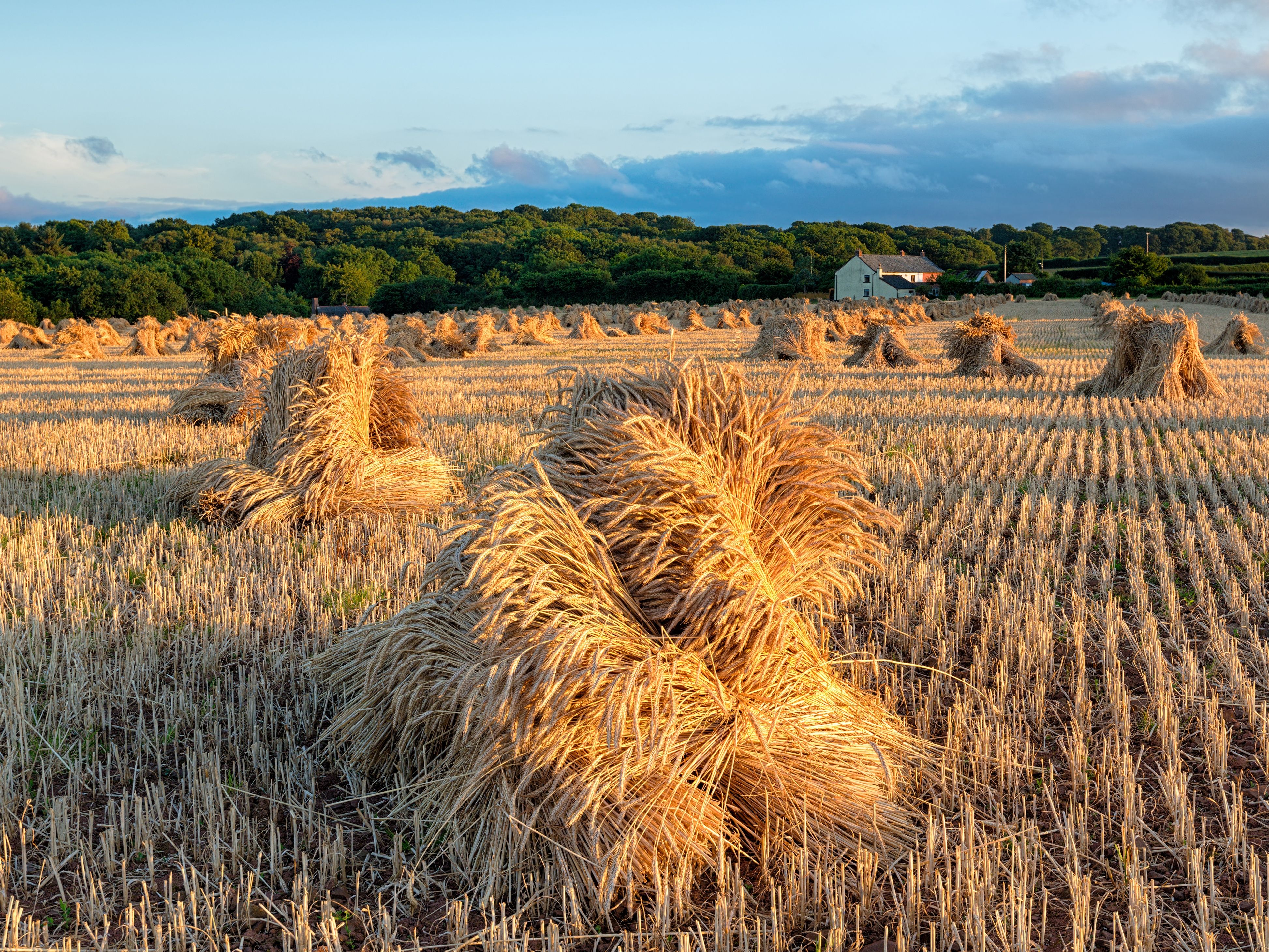 Harvest in Devon