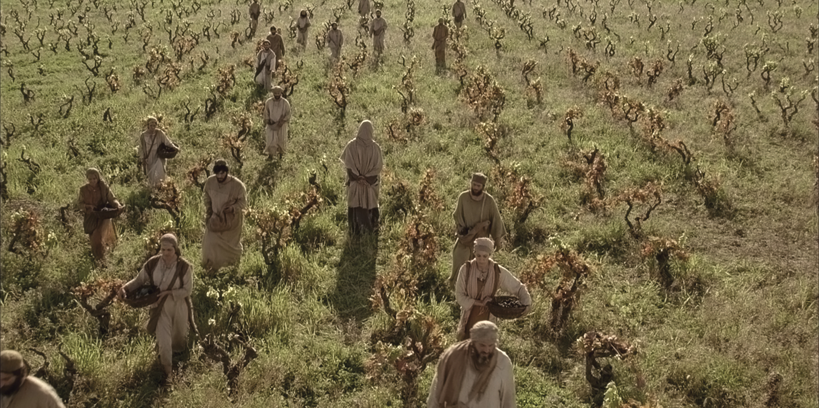 Workers in the Vineyard