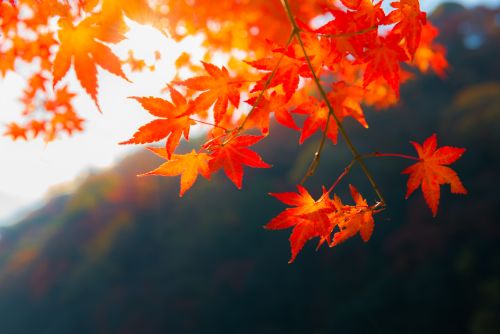 Japan: Japanese Maple Leaves