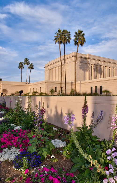 The Mesa Arizona Temple landscape in the daytime, with a close-up view of flowers and the temple and palm trees behind.