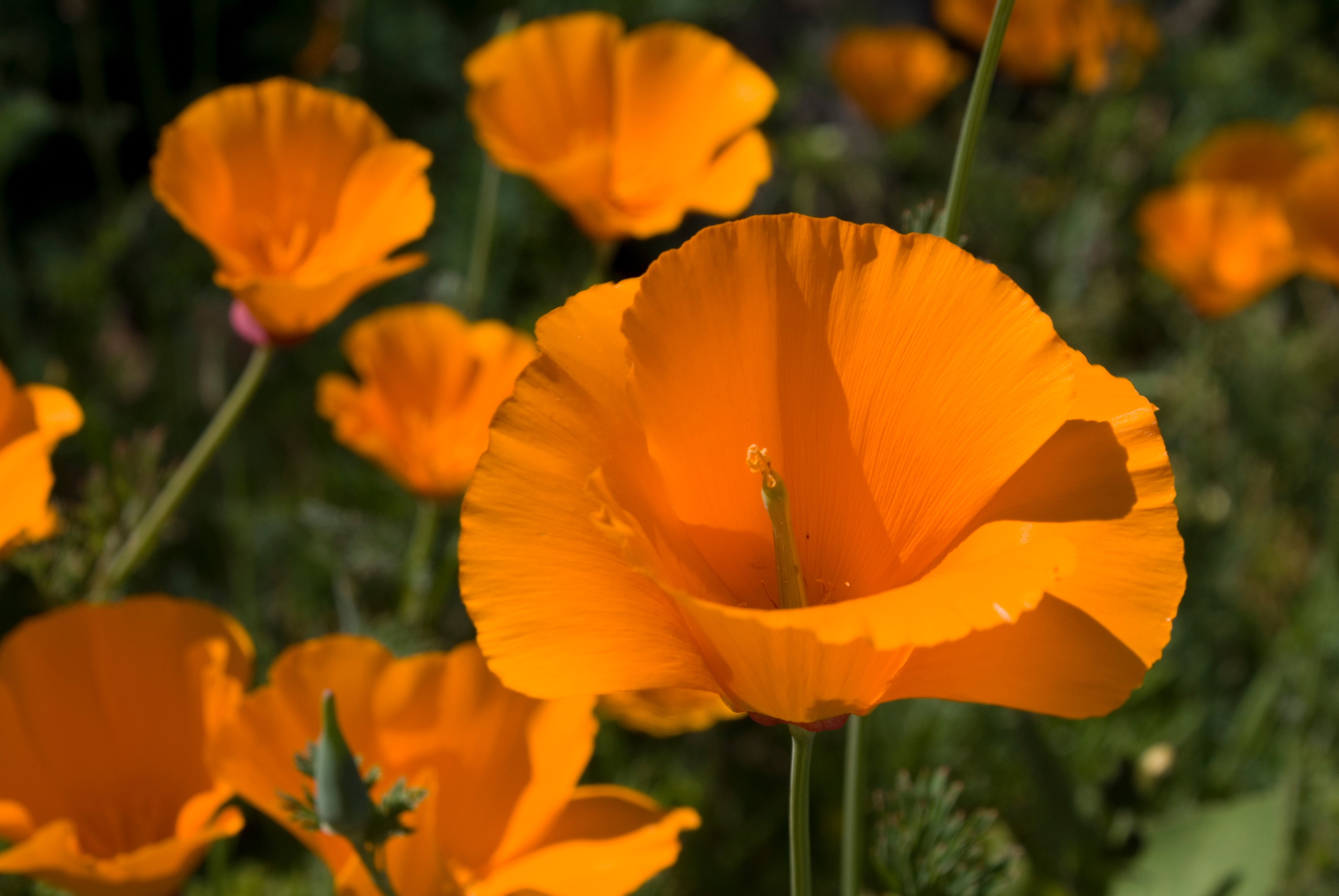 Orange California Poppy Flowers.