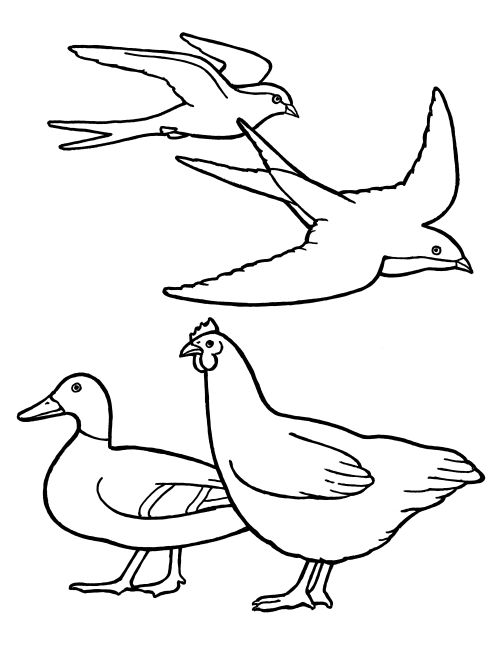 A black-and-white illustration of two birds, a chicken, and a duck.