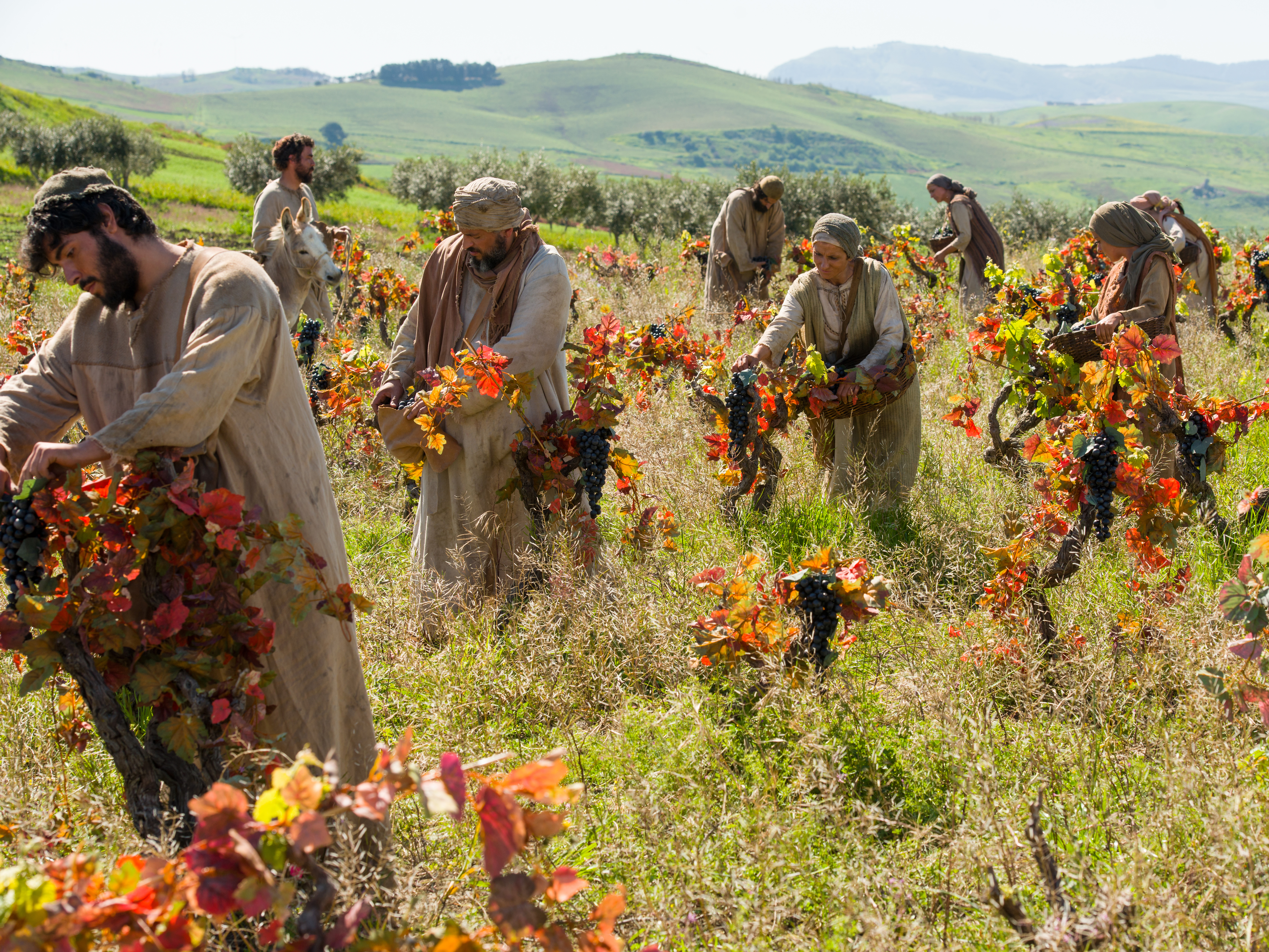 Men and women working in a vineyard in the countryside. 