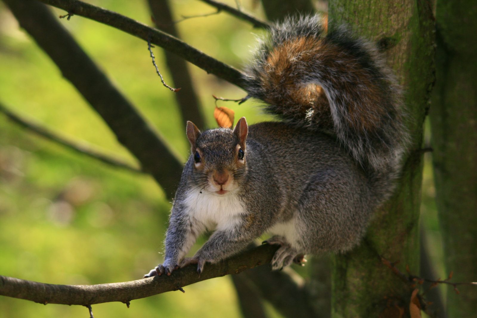 Squirrel in a Tree