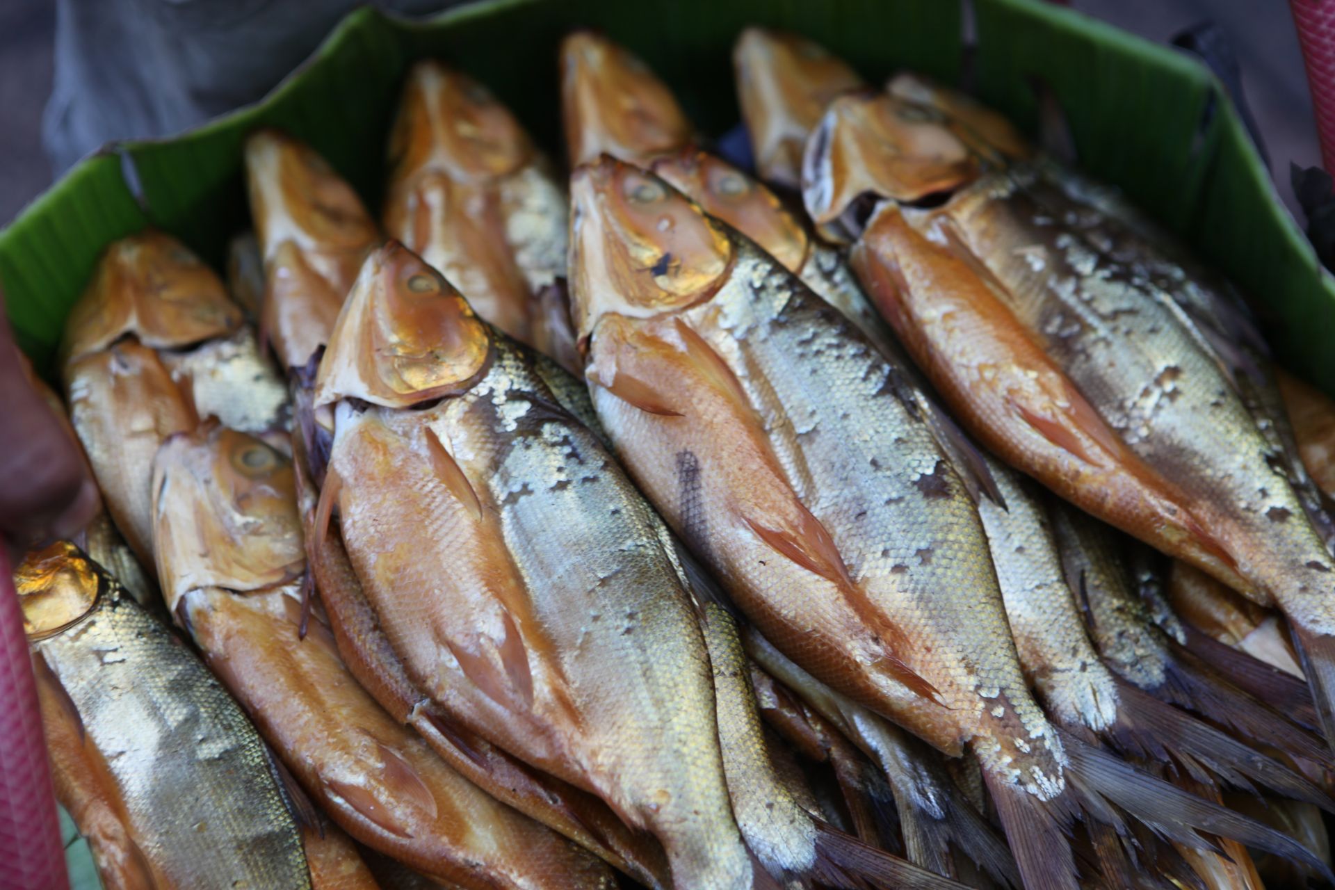 Fish