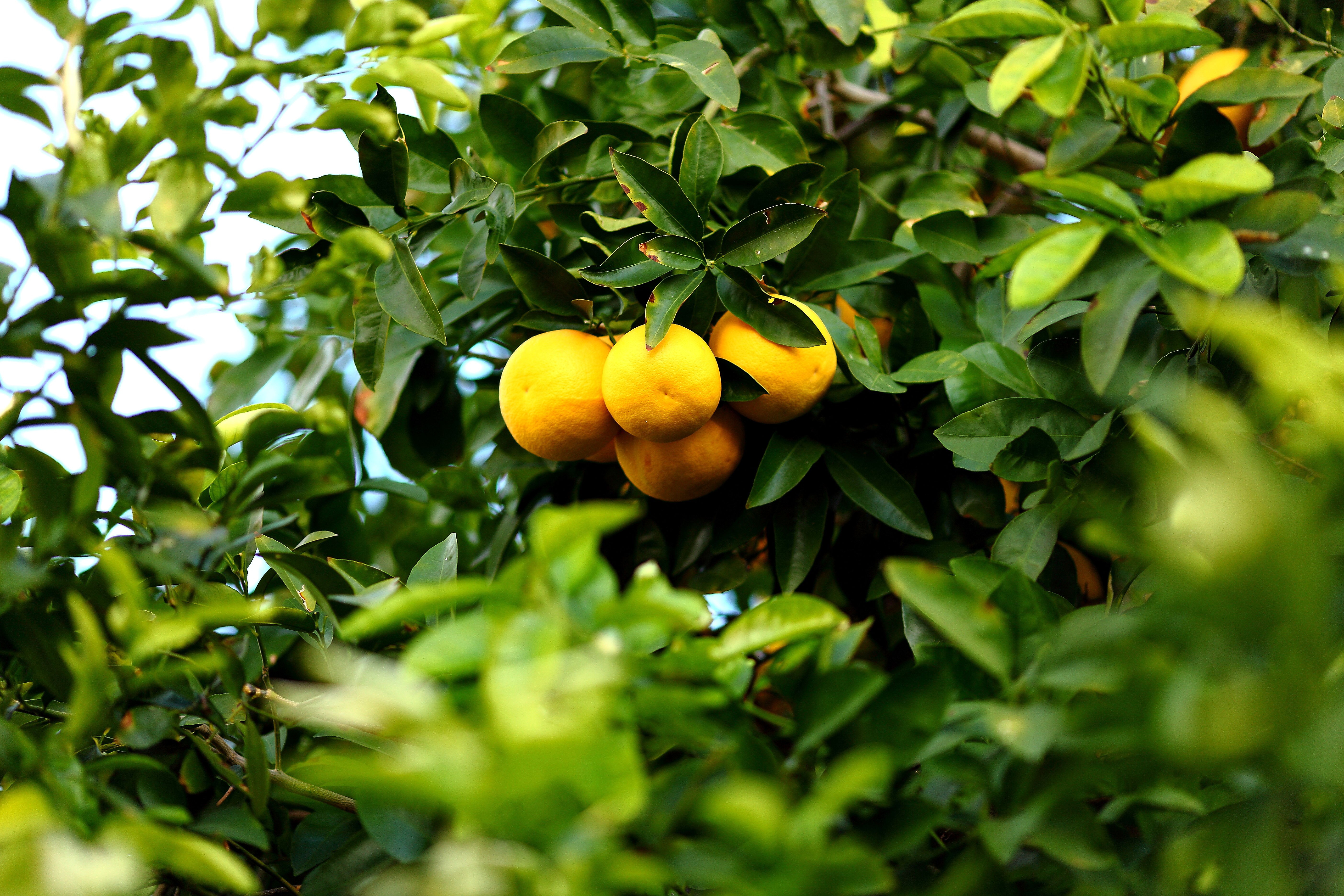 Three lemons on a branch of a tree with bright green leaves.